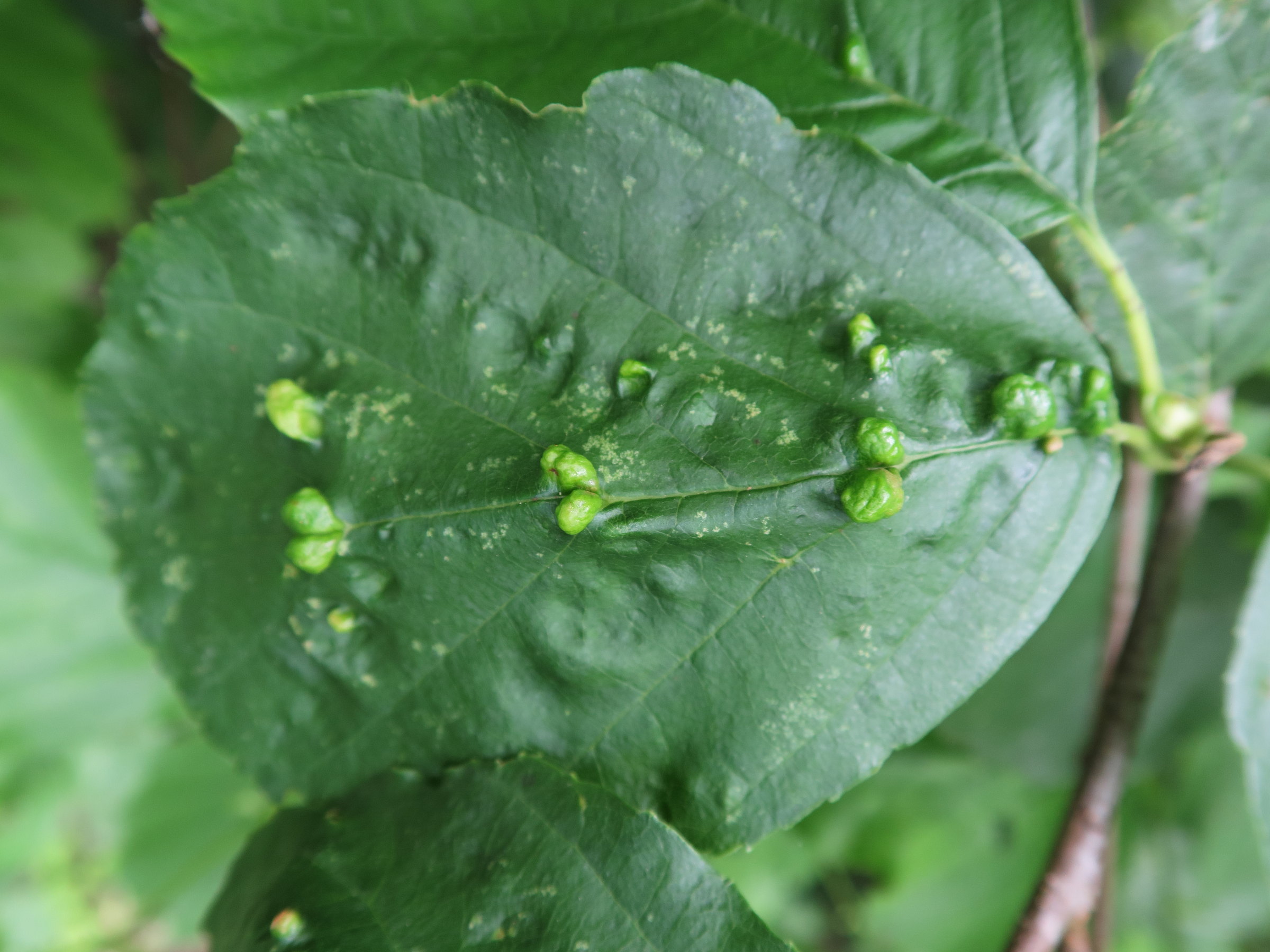 Afficher le média eriophyes_inangulis_galle2md eriophyes_inangulis_galle2md