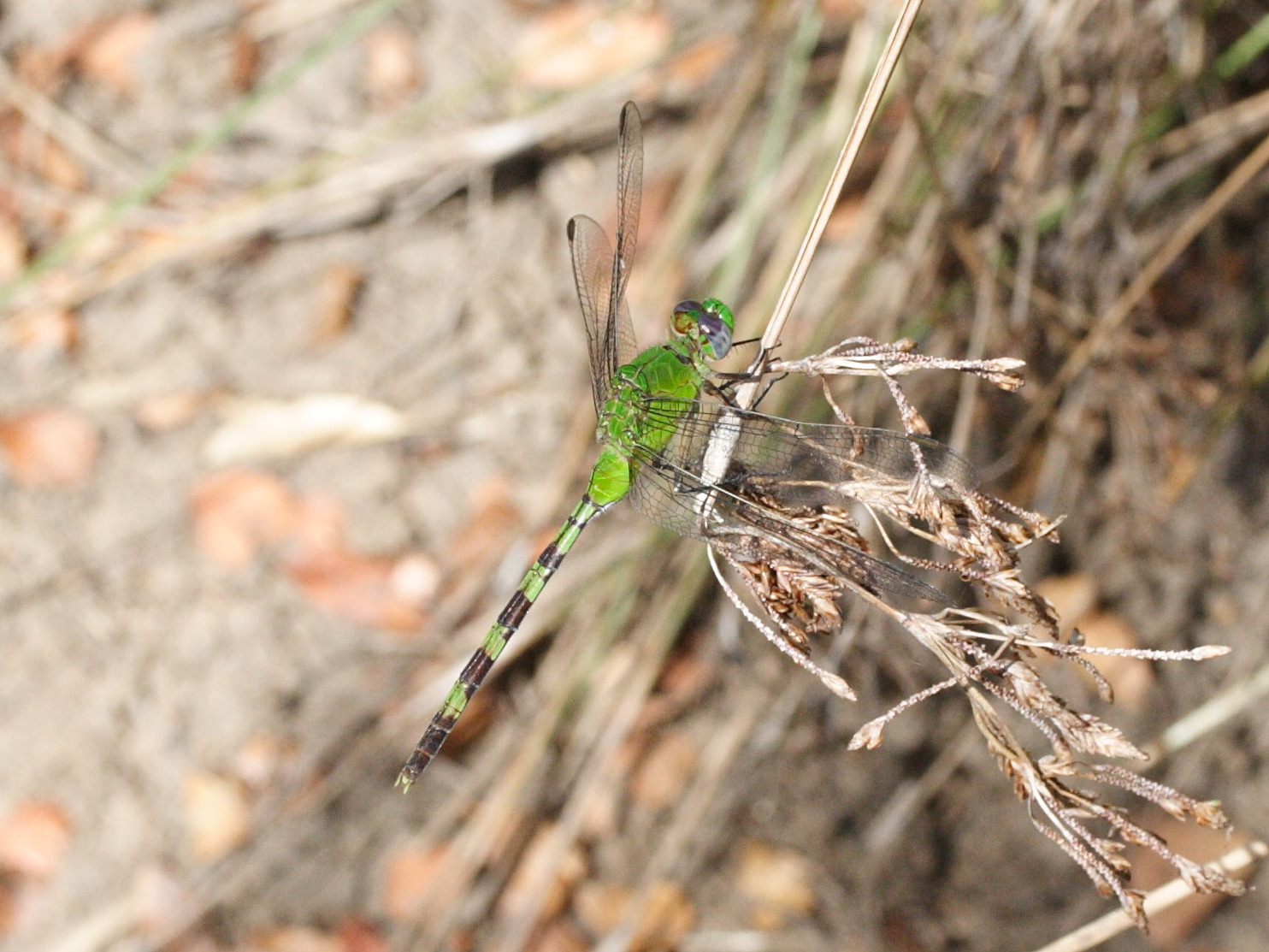 erythemis_vesiculosa3md
