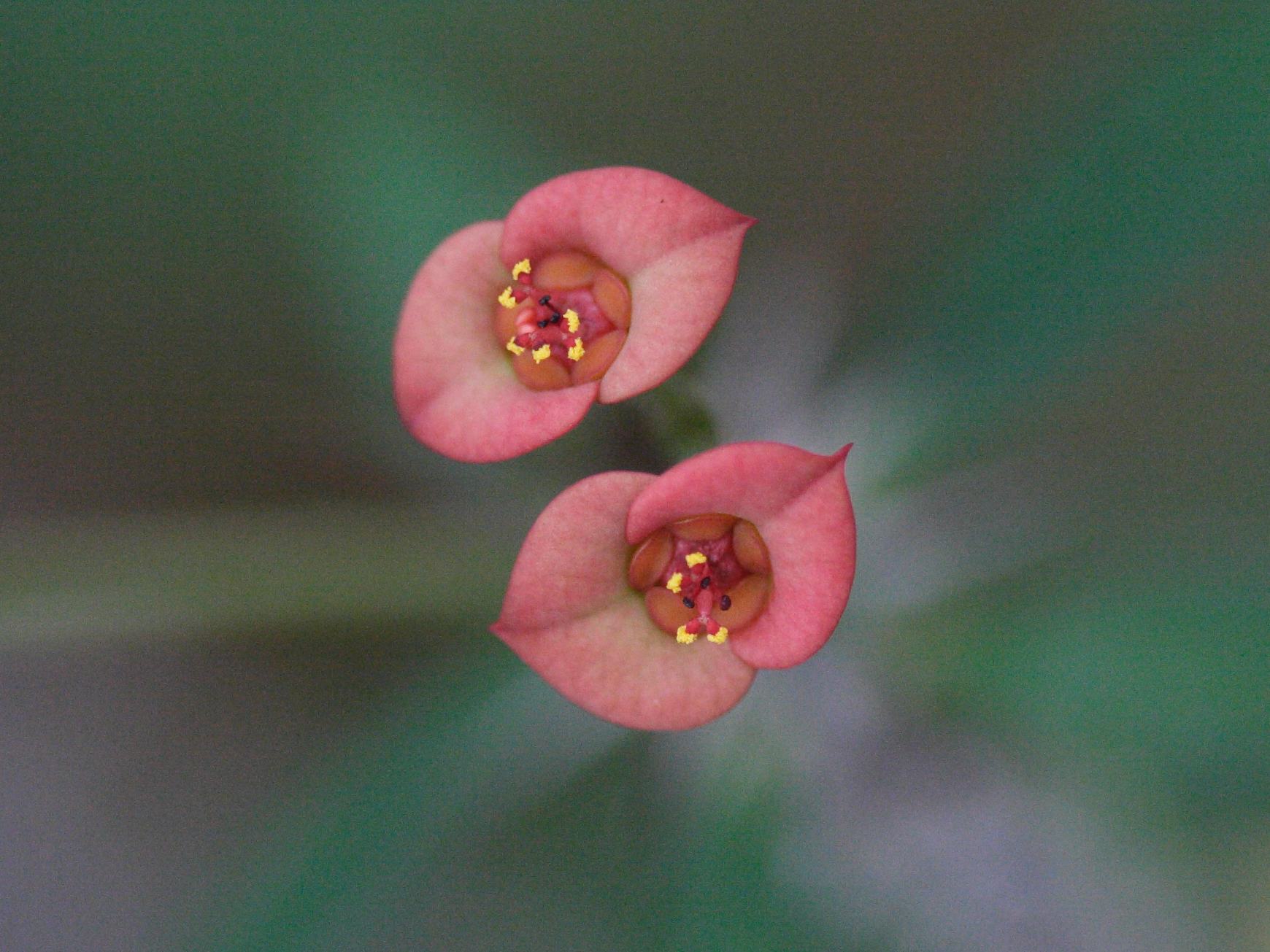 Afficher le média euphorbia_delphinensis2md euphorbia_delphinensis2md