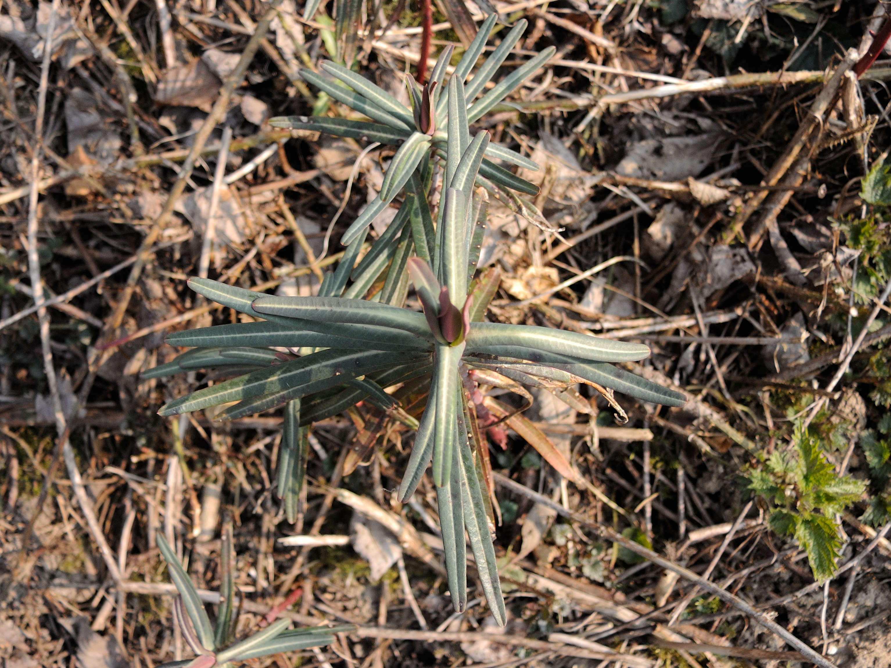 Afficher le média euphorbia_lathyris7md euphorbia_lathyris7md