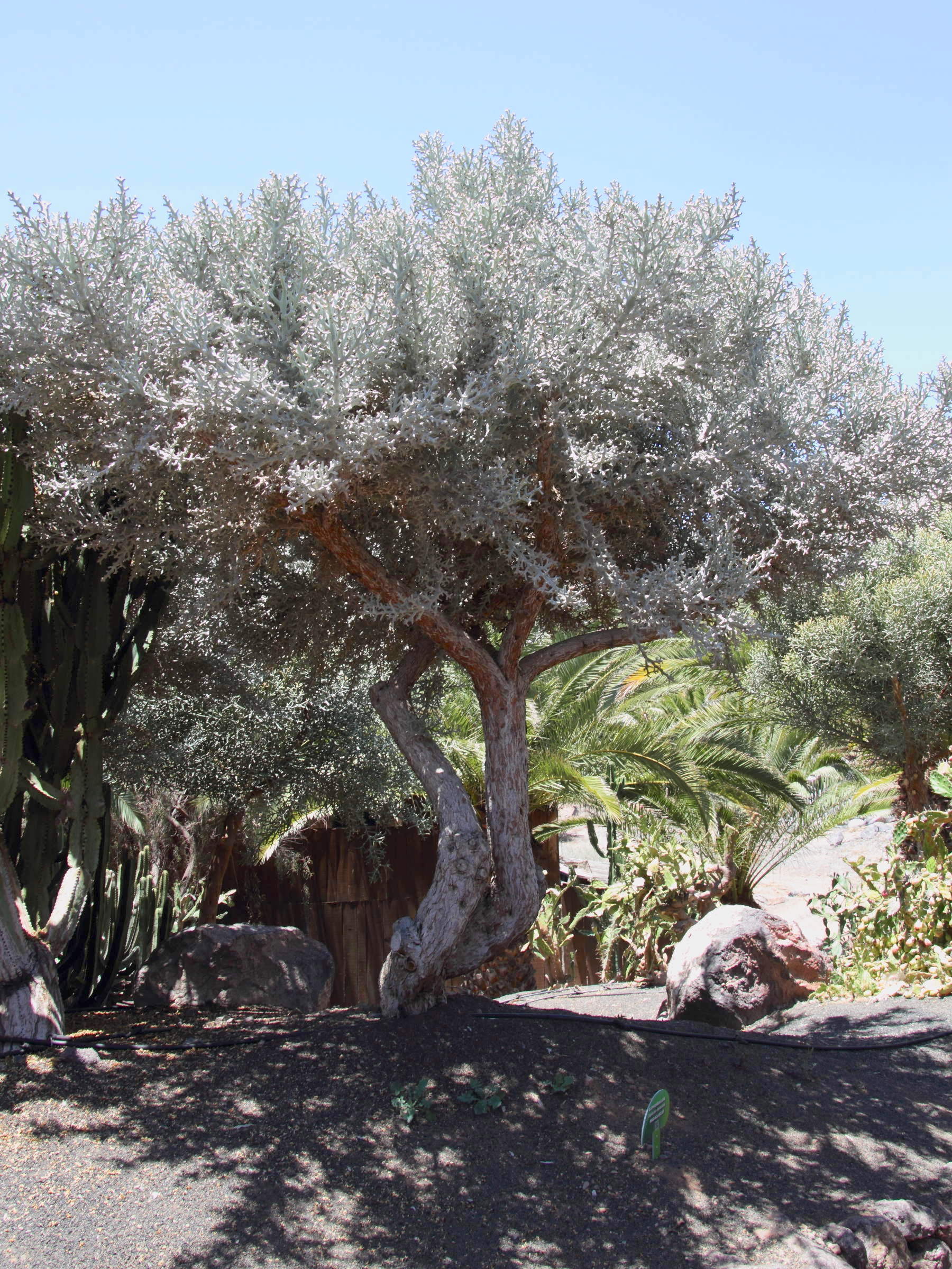 Afficher le média euphorbia_stenoclada1md euphorbia_stenoclada1md