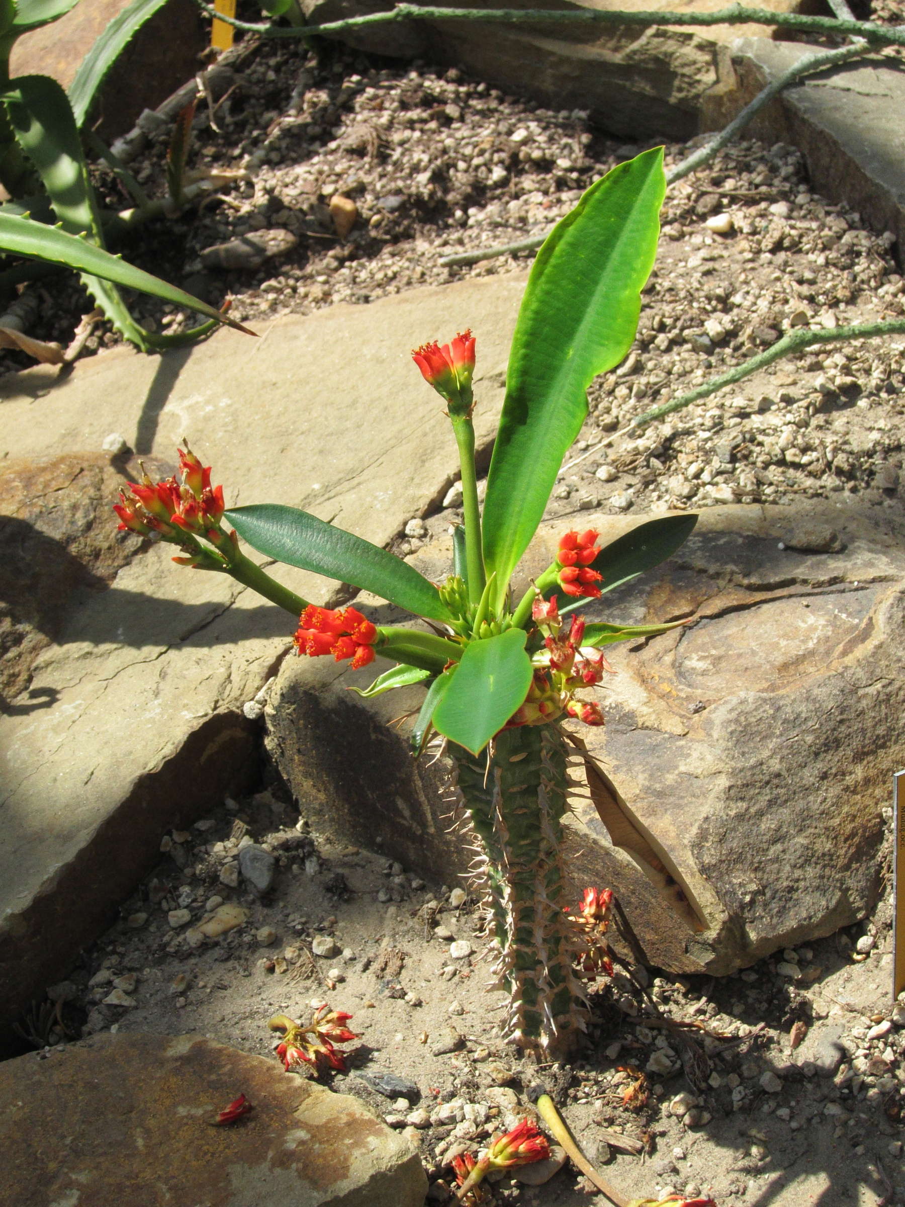 euphorbia_viguieri7bd