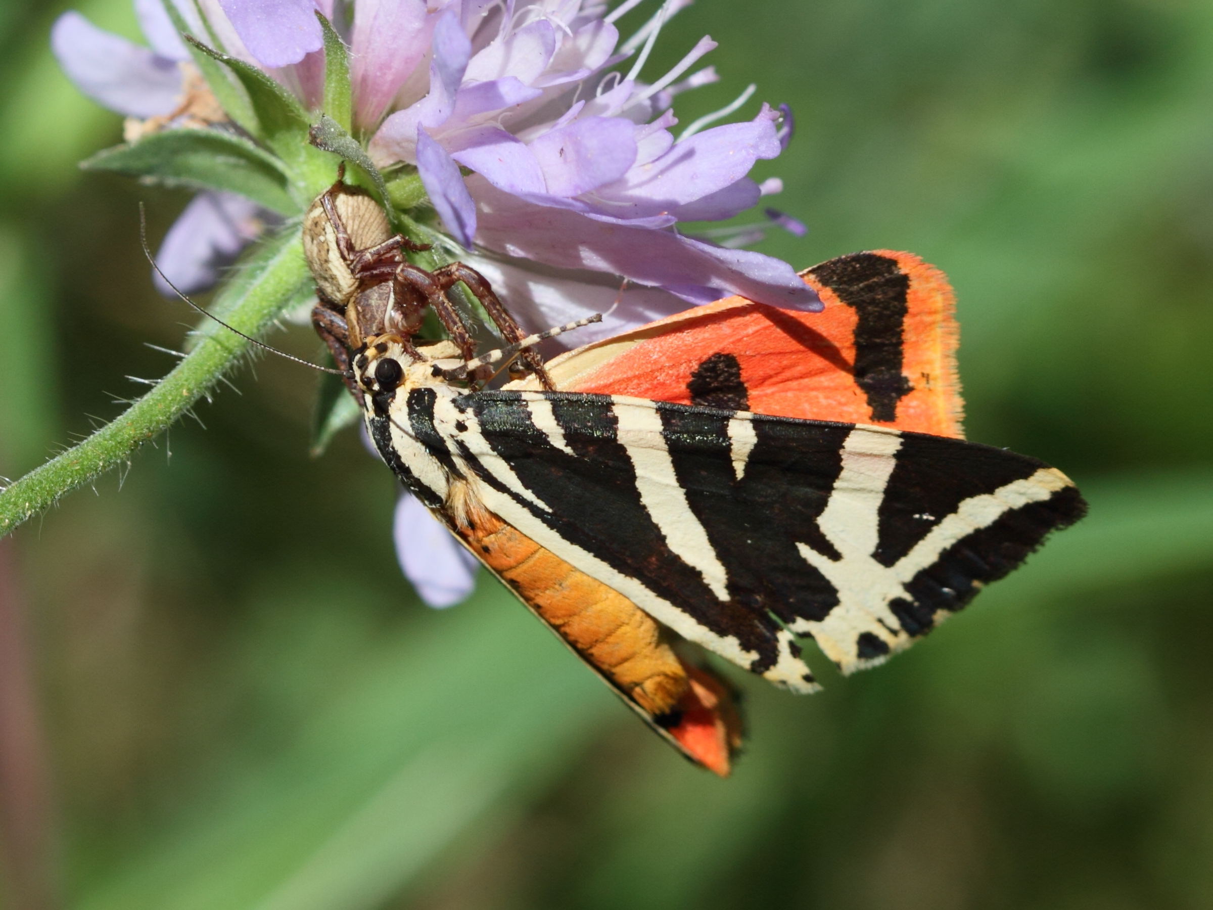 Afficher le média euplagia_quadripunctaria5bd euplagia_quadripunctaria5bd