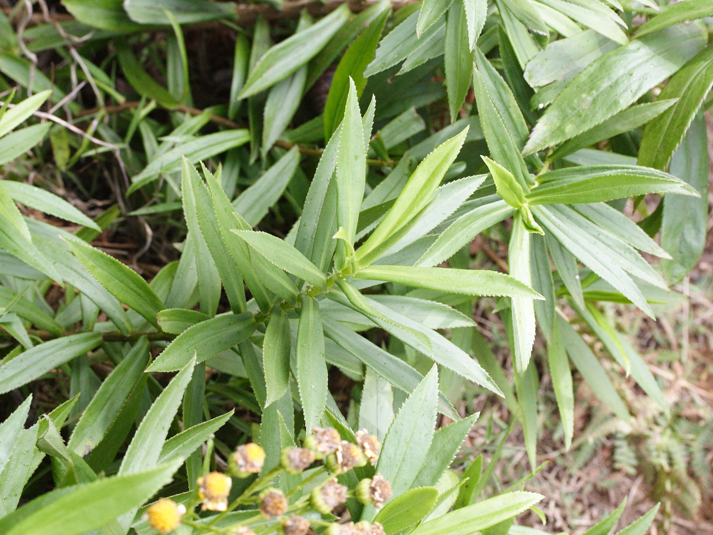 faujasia_salicifolia2md