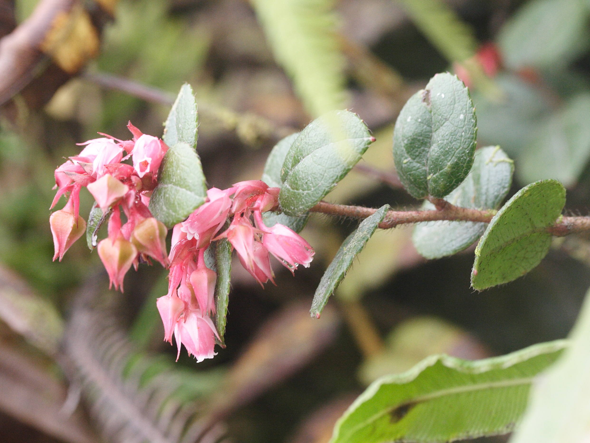 gaultheria_swartzii2md