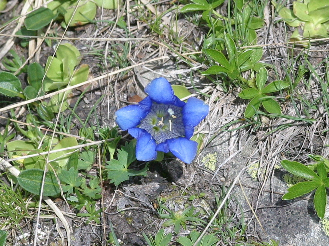 gentiana_alpina2md