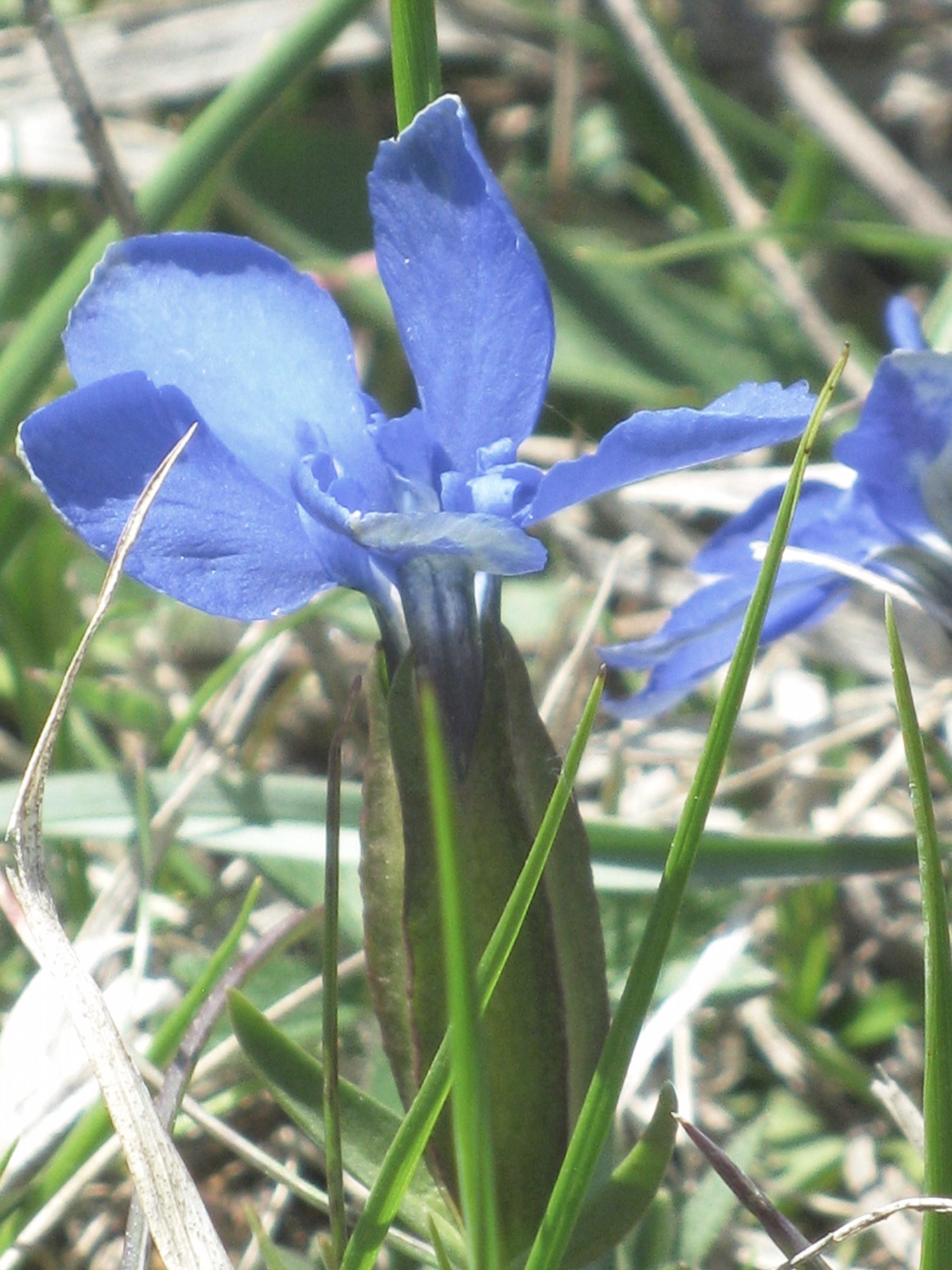 gentiana_verna4mv