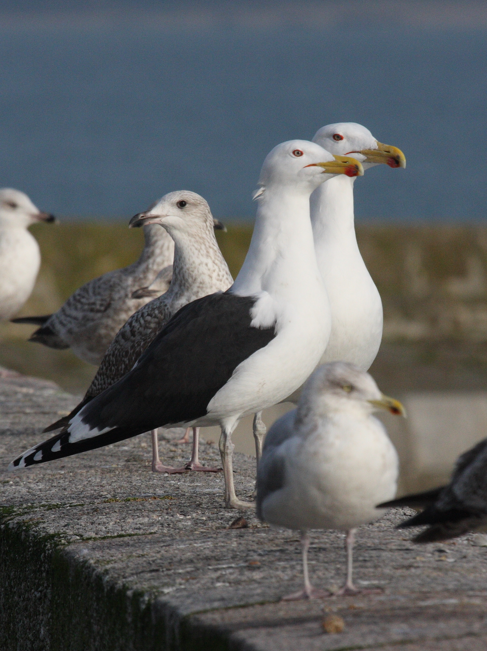 goeland_marin_-_larus_marinus5bd