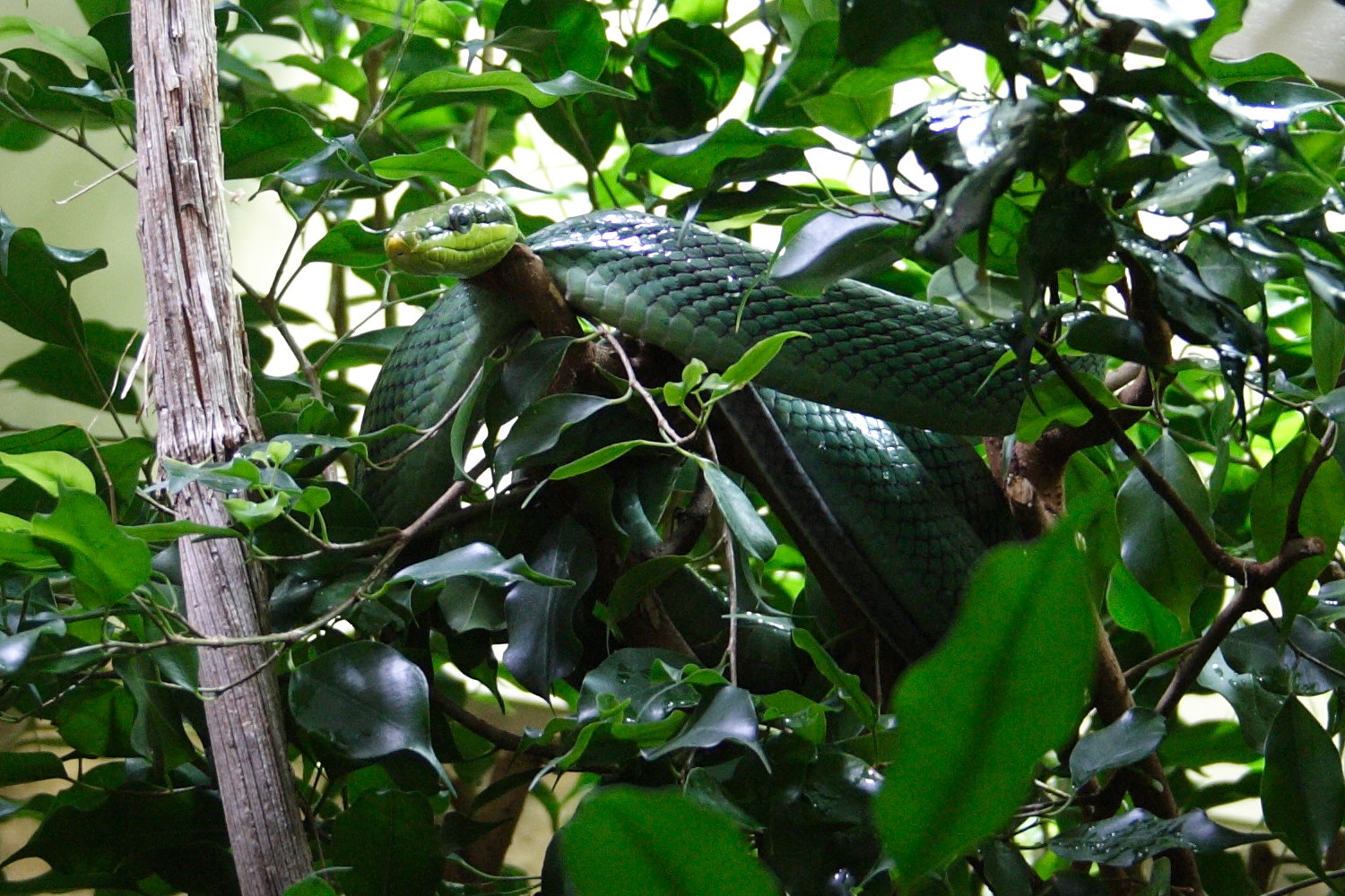 Afficher le média gonyosoma_oxycephalum4sd gonyosoma_oxycephalum4sd