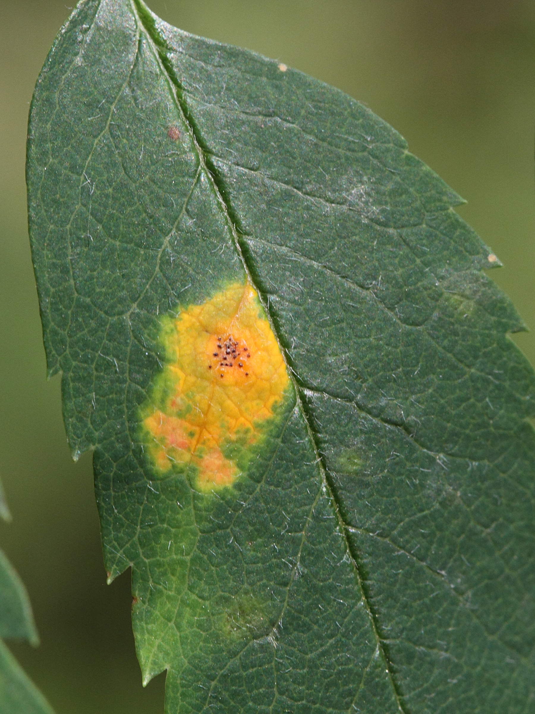 Afficher le média gymnosporangium_cornutum2md gymnosporangium_cornutum2md