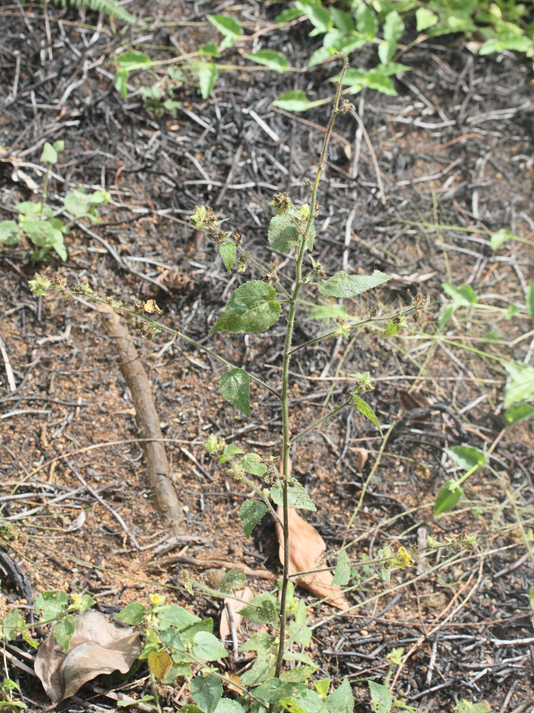 hibiscus_vitifolius1amd