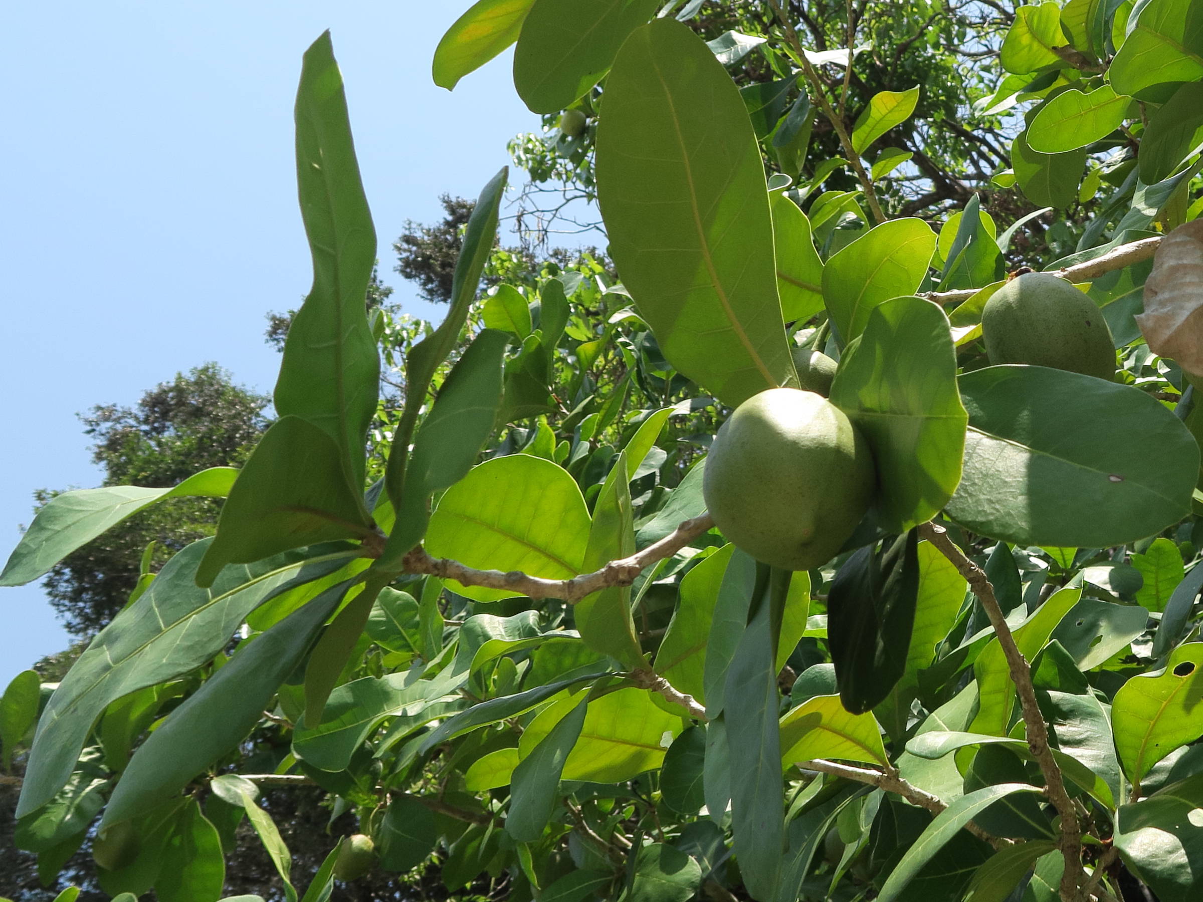 hippomane_mancinella7md