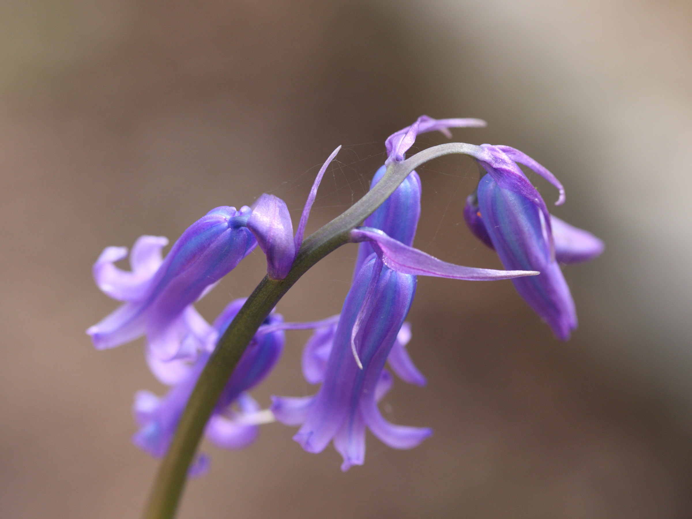 Afficher le média Hyacinthoides_non-scripta ssp. non-scripta Hyacinthoides_non-scripta ssp. non-scripta