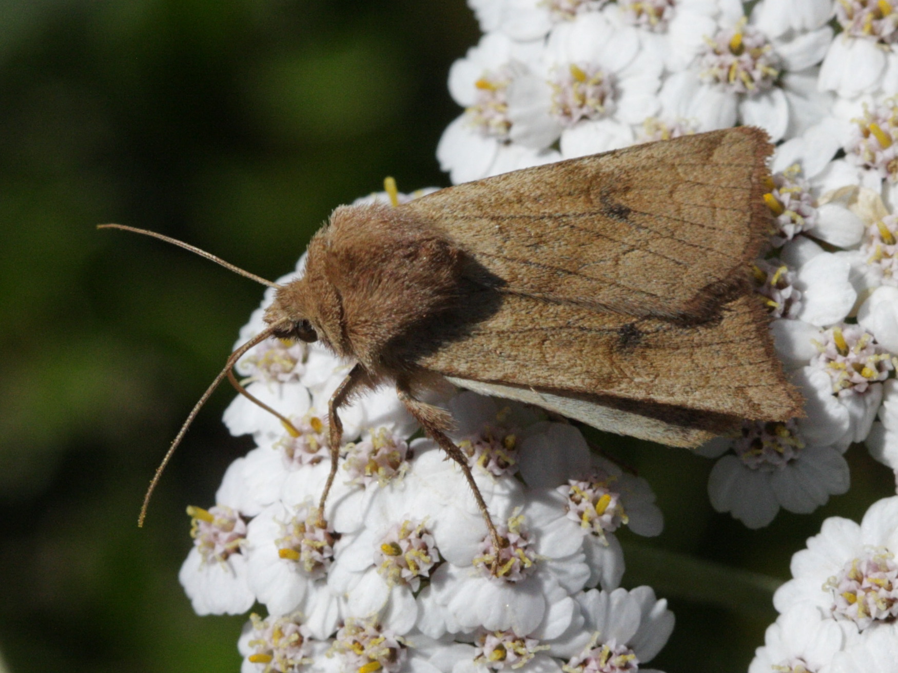 hydraecia_micacea2bd