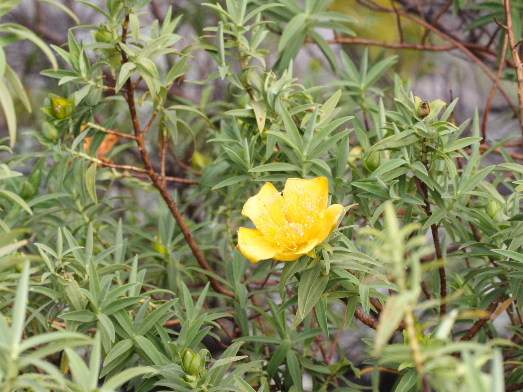 hypericum_lanceolatum5md