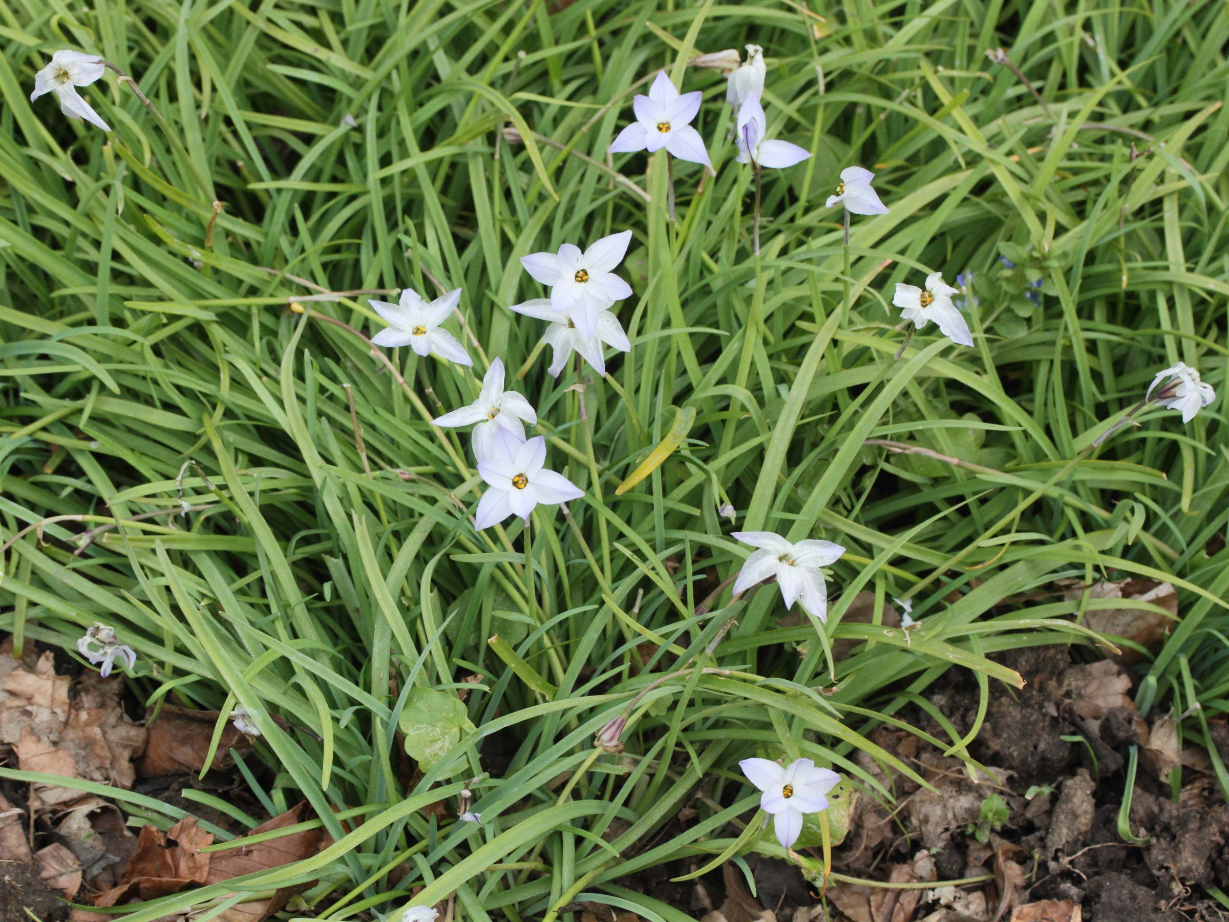 ipheion_uniflorum1md