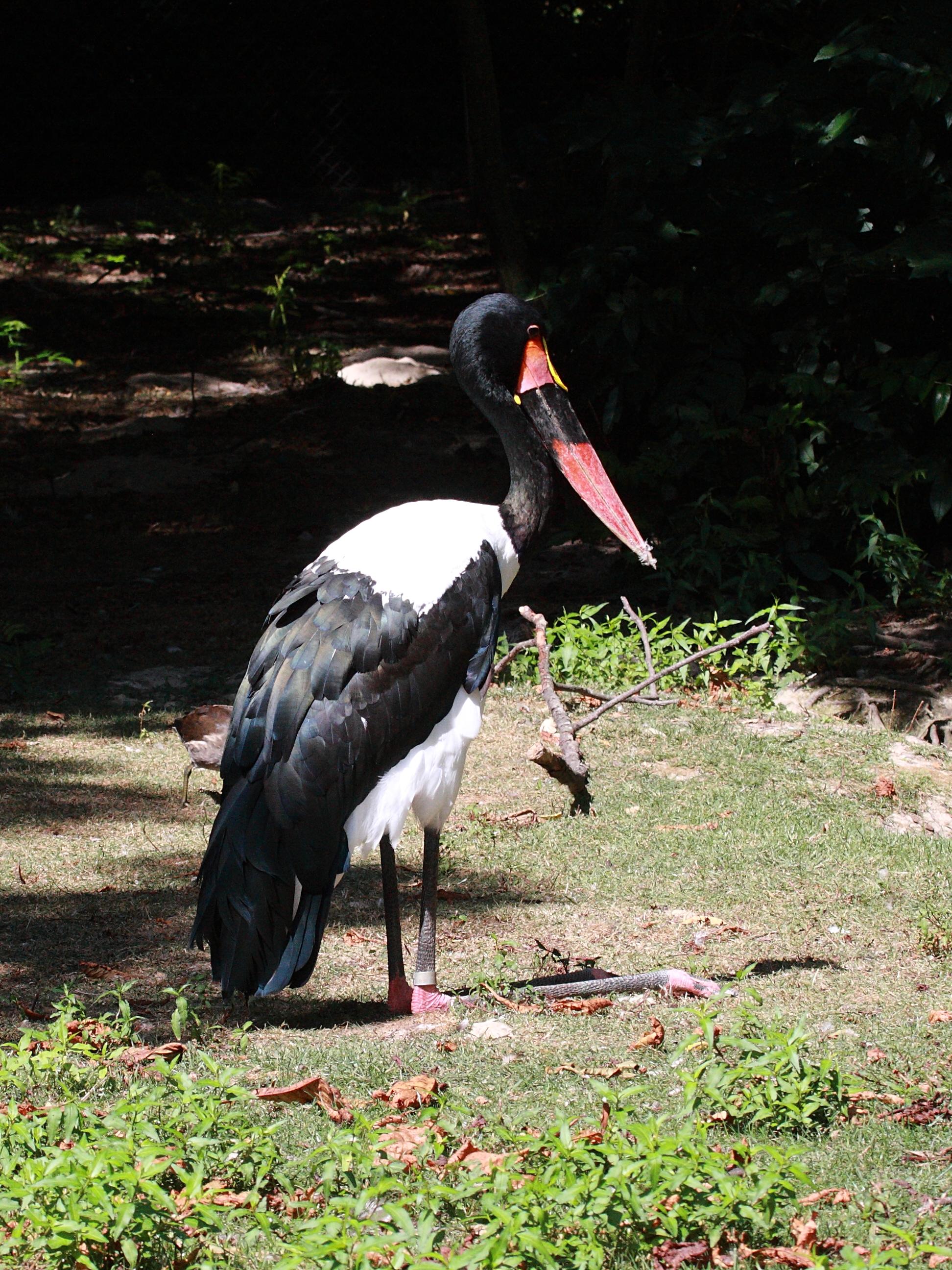 jabiru_d-afrique_-_ephippiorhynchus_senegalensis2bd