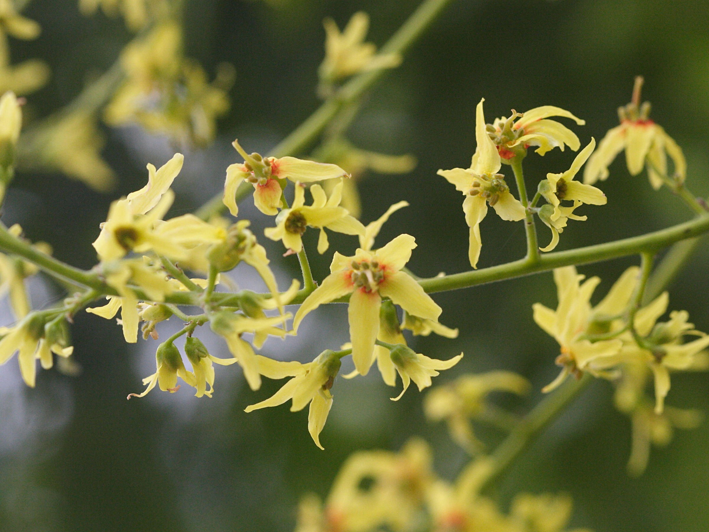 koelreuteria_paniculata4amd