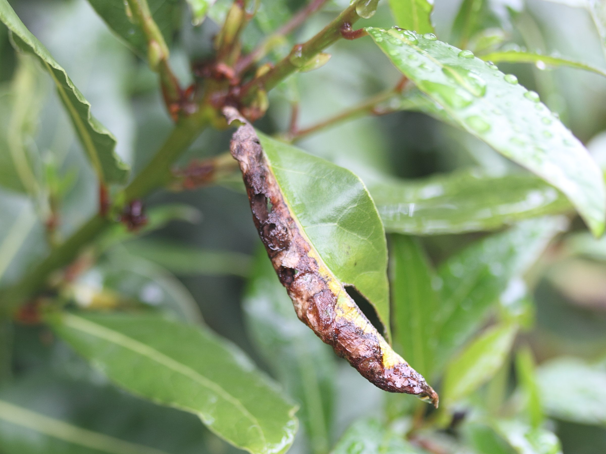 lauritrioza_alacris_galle5md