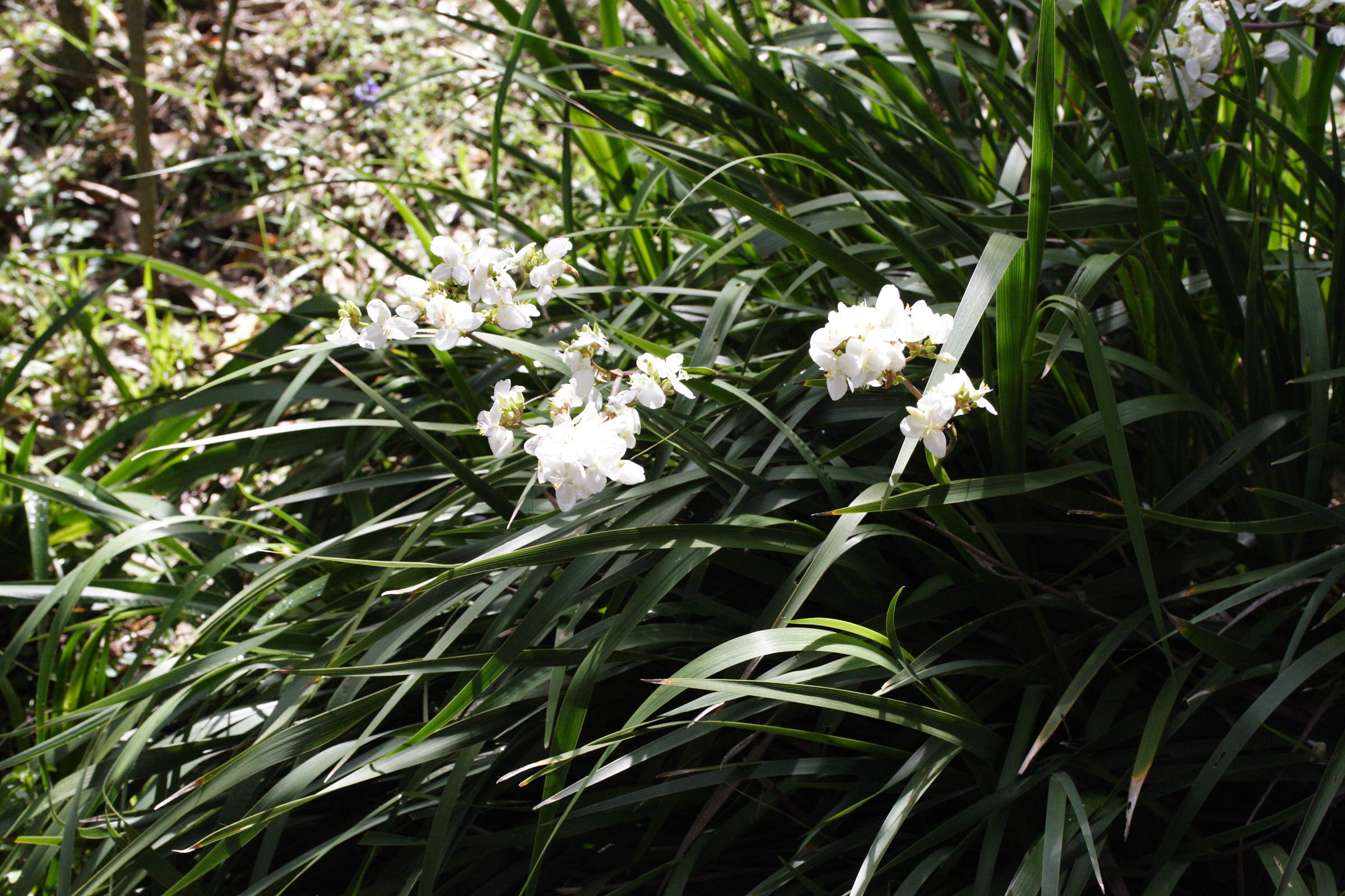 libertia_chilensis_f_juan-fernandez1md