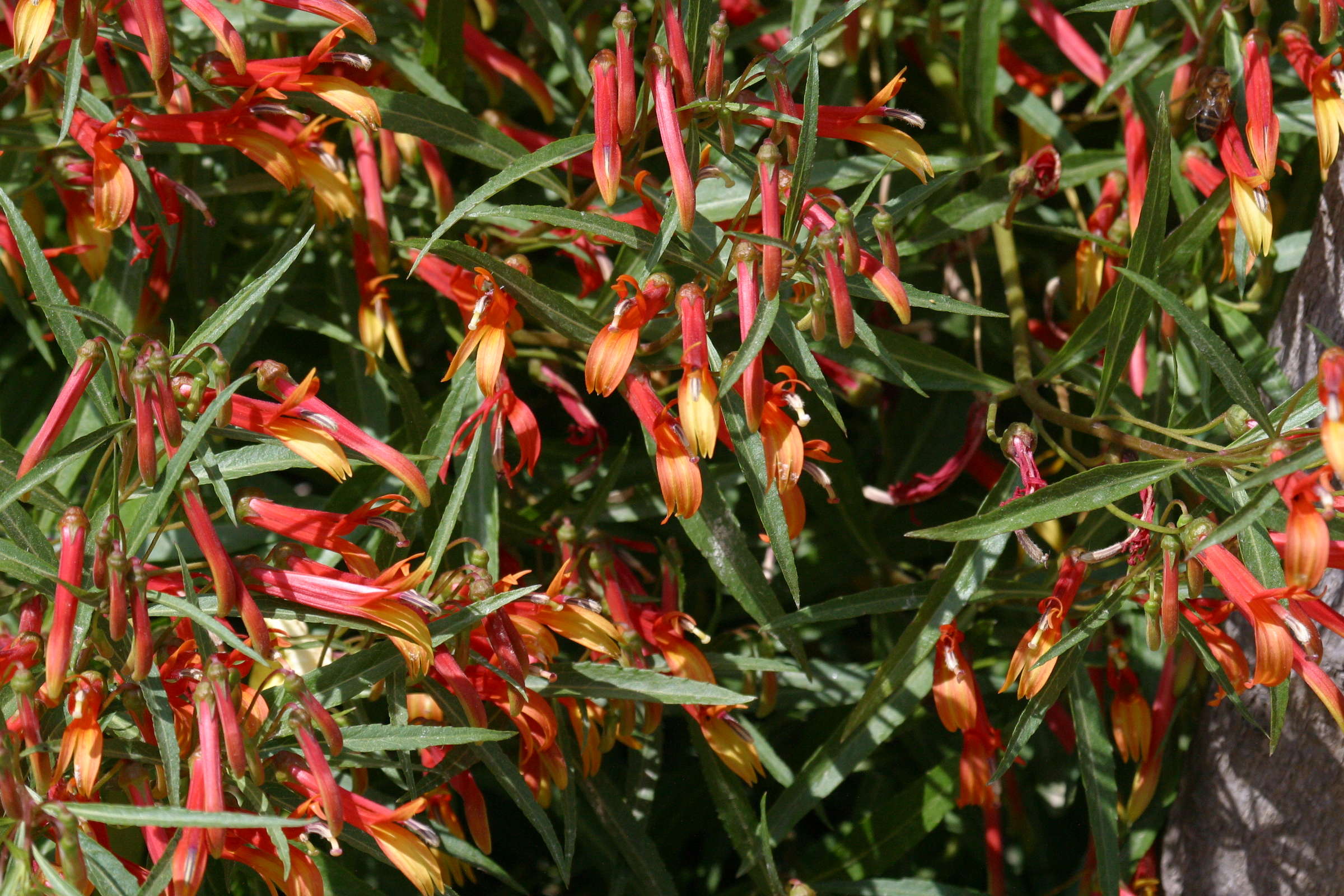 lobelia_laxiflora2bd