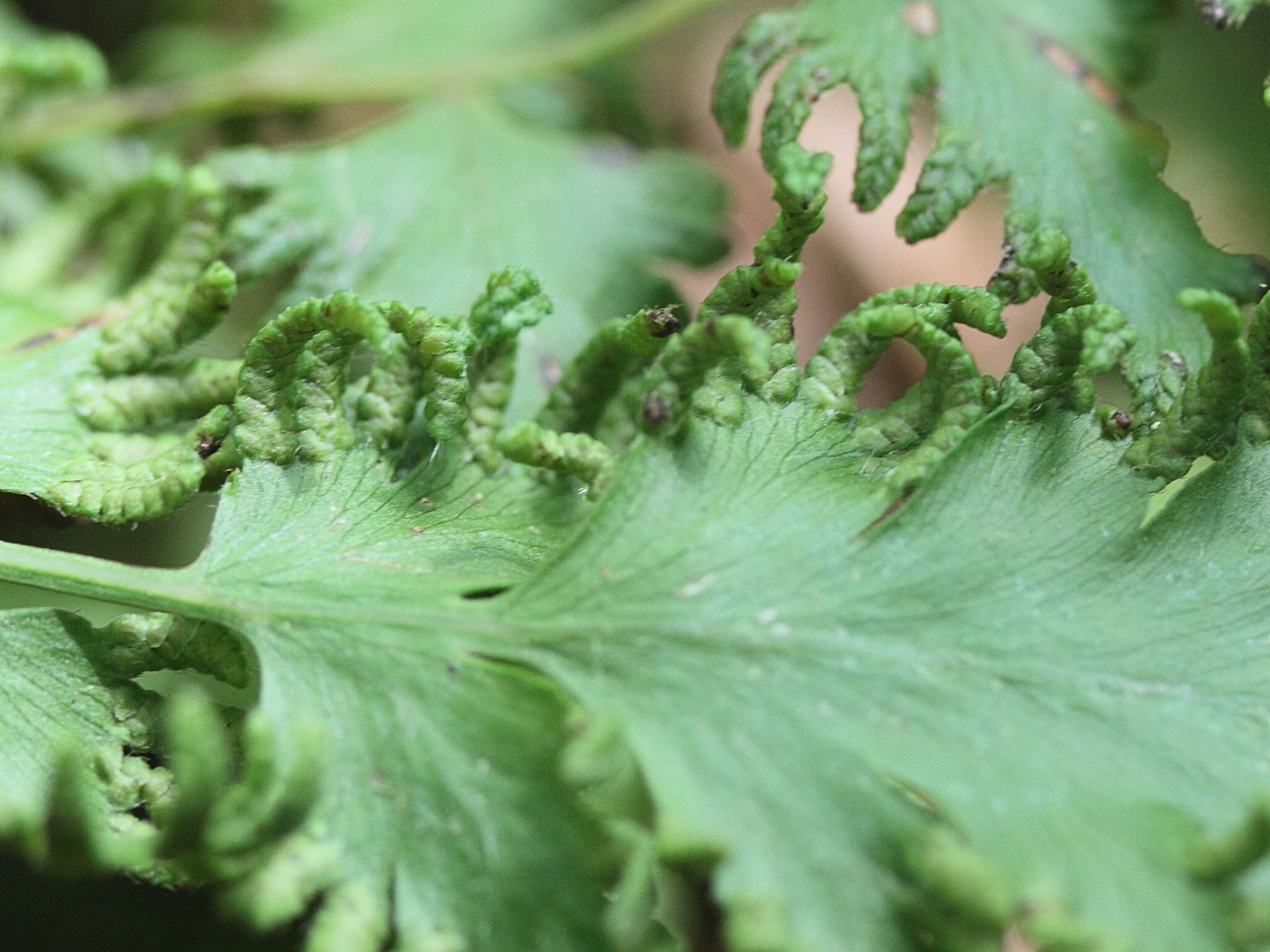 lygodium_kerstenii2md