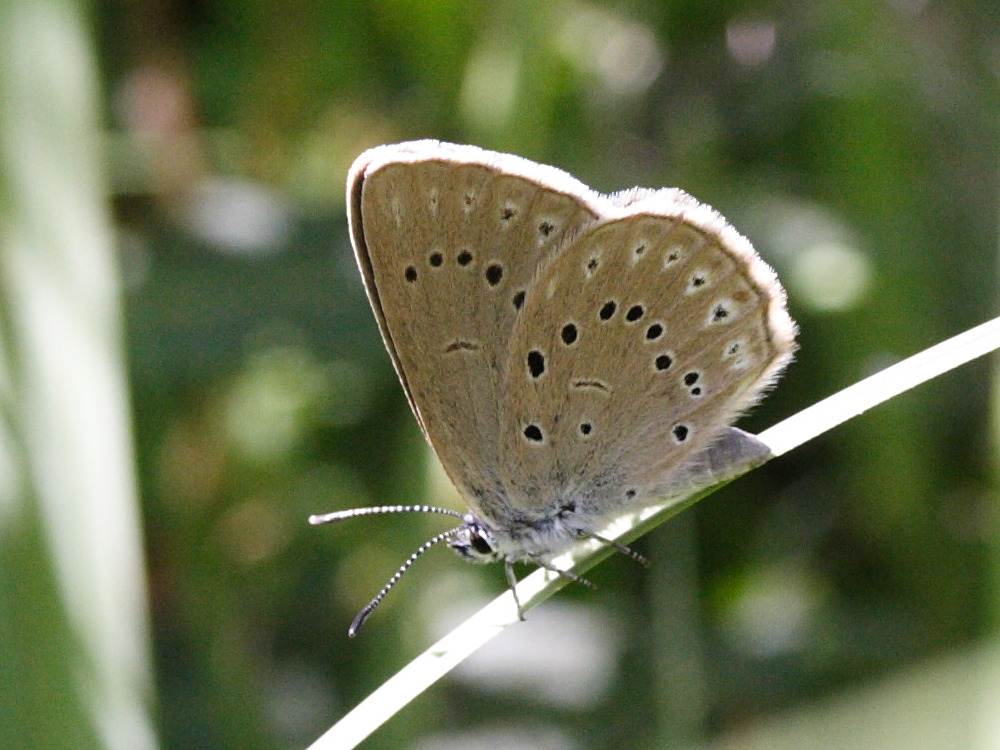 maculinea_telejus2md