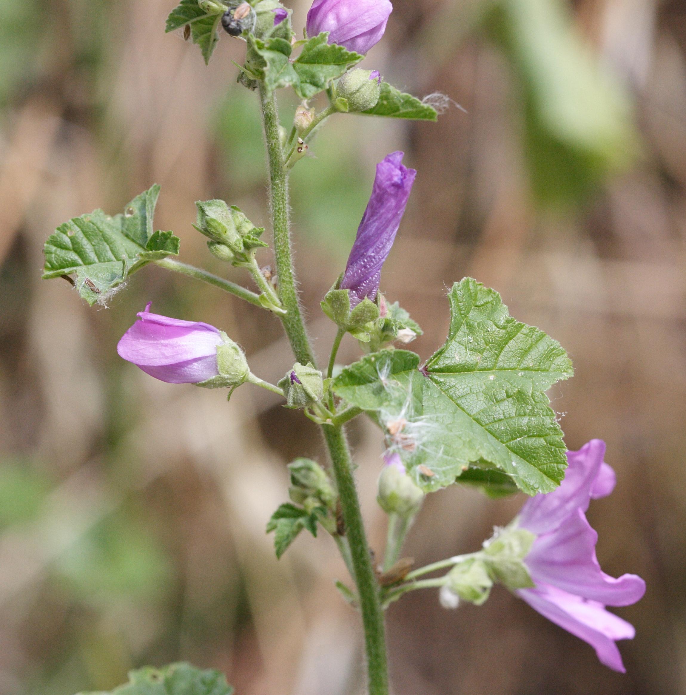 malva_sylvestris5md
