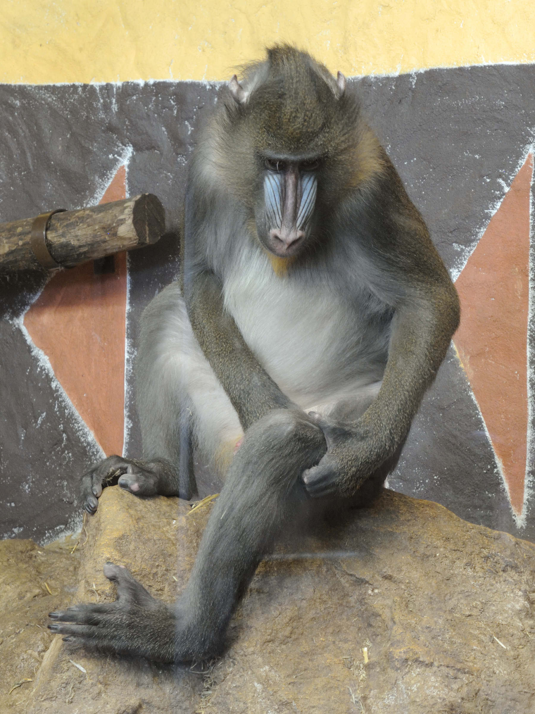 mandrillus_sphinx1md