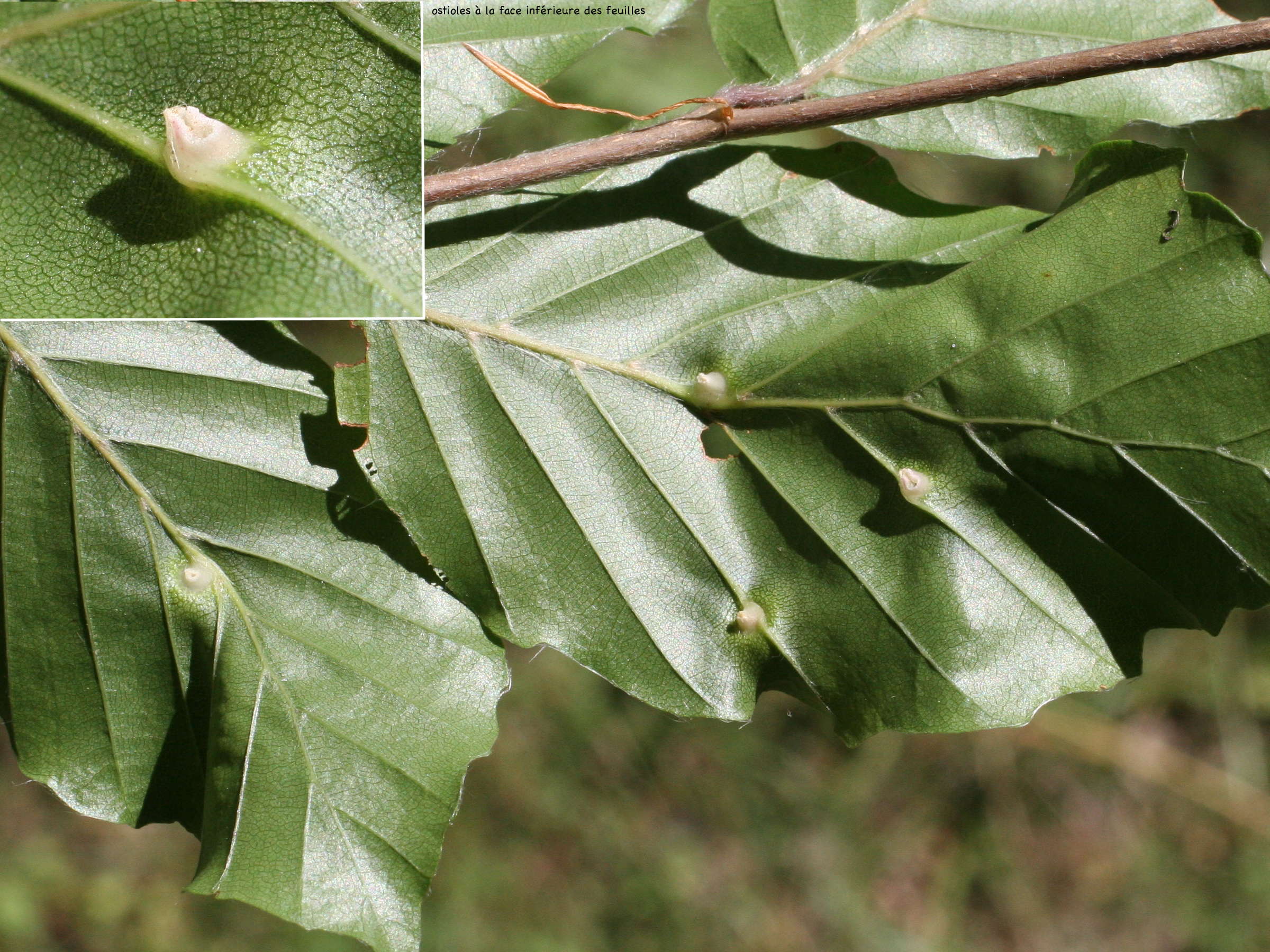 mikiola_fagi_galle3md