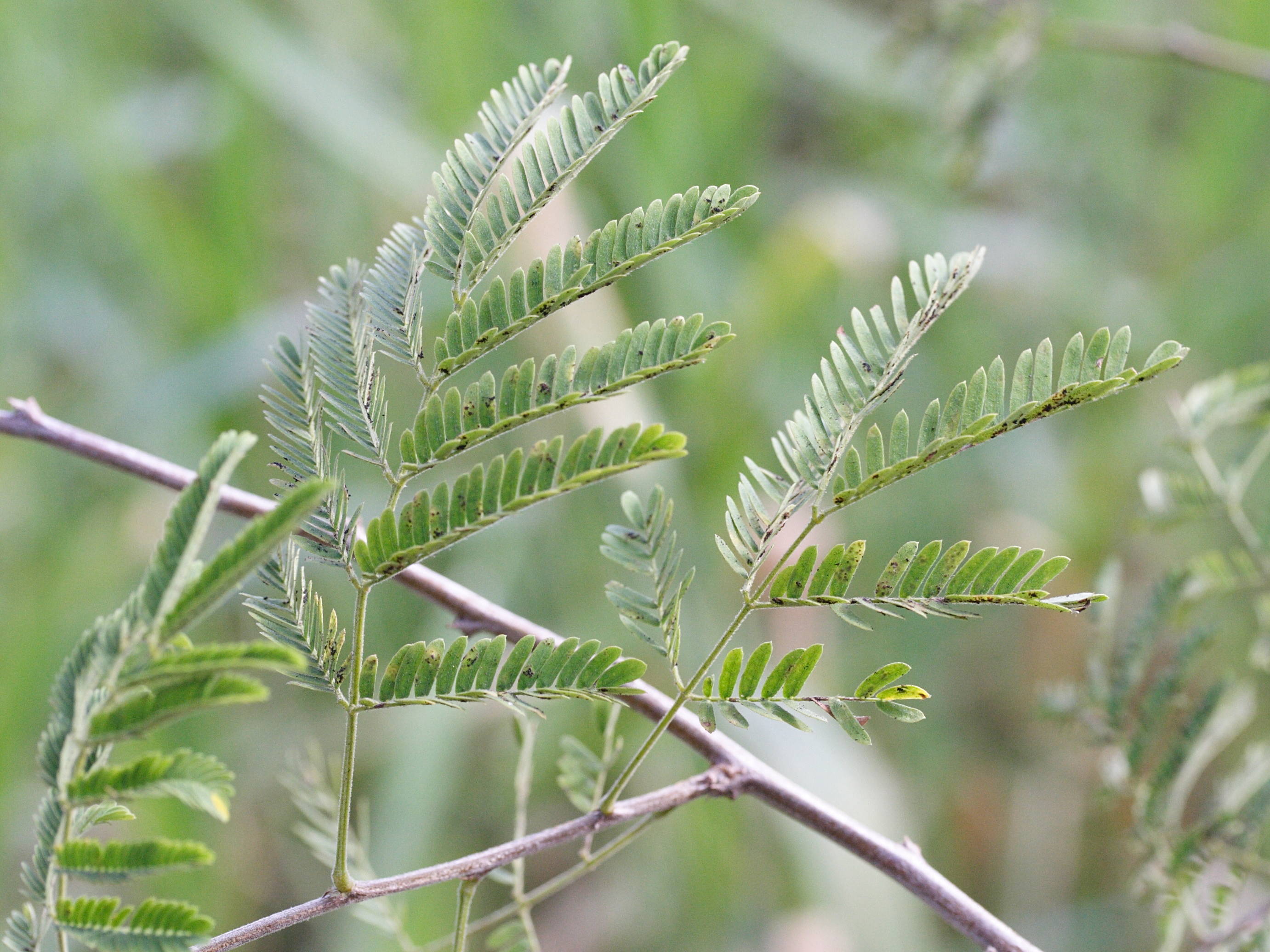 mimosa_malacocentra4md