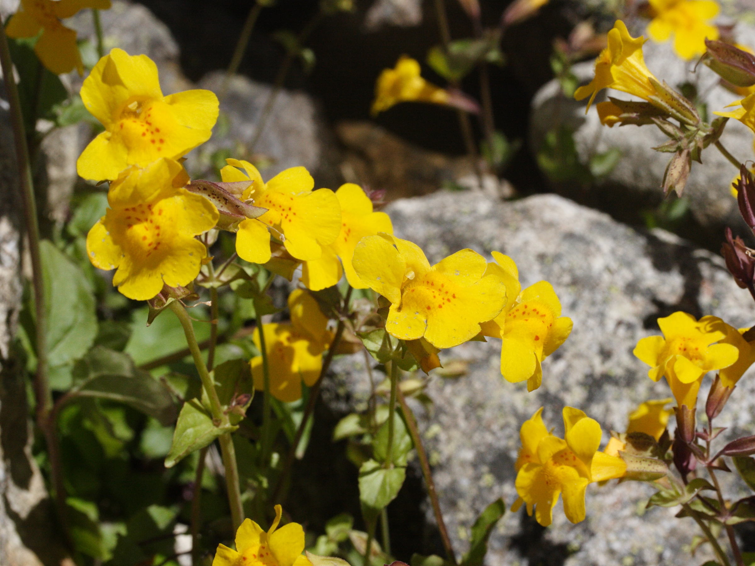 Afficher le média mimulus_guttatus3md mimulus_guttatus3md