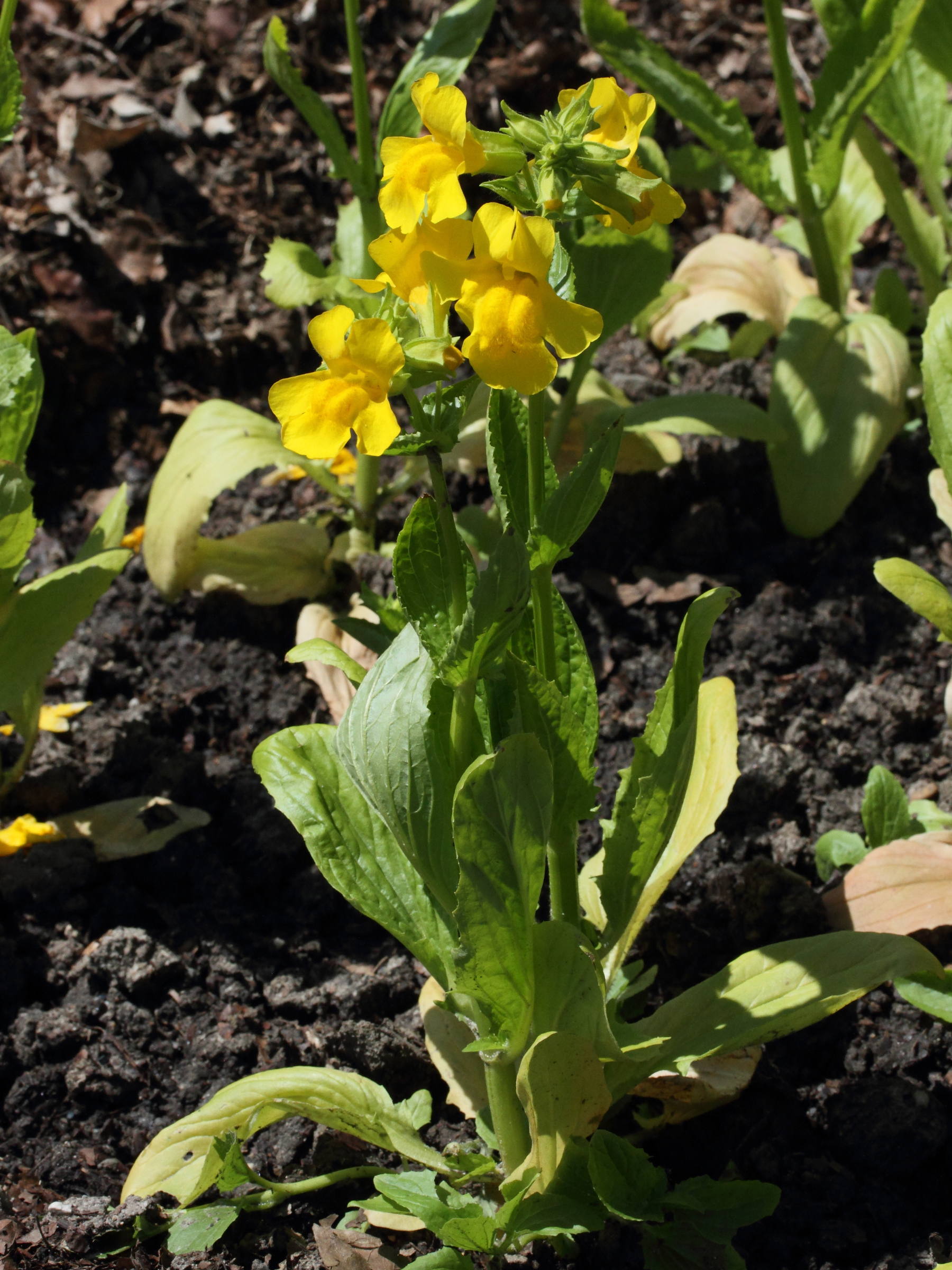 mimulus_luteus1md
