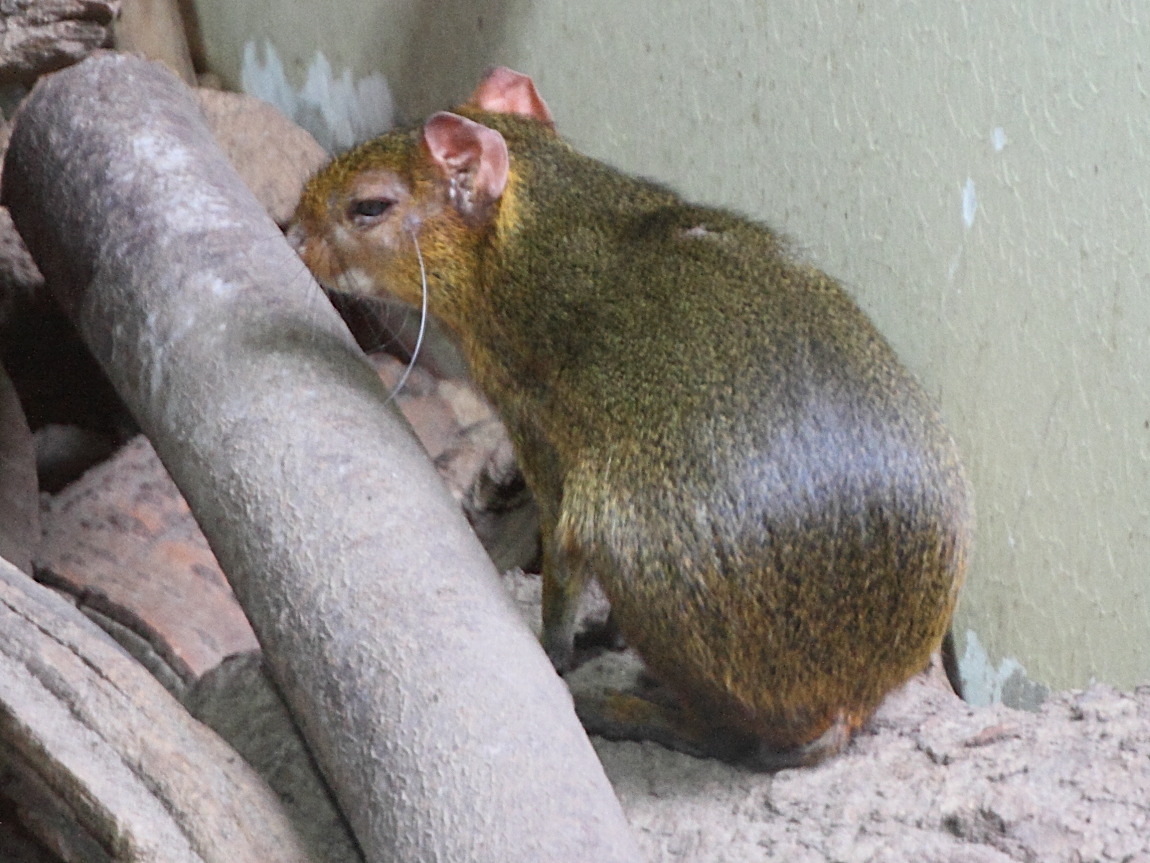 myoprocta_acouchy2md