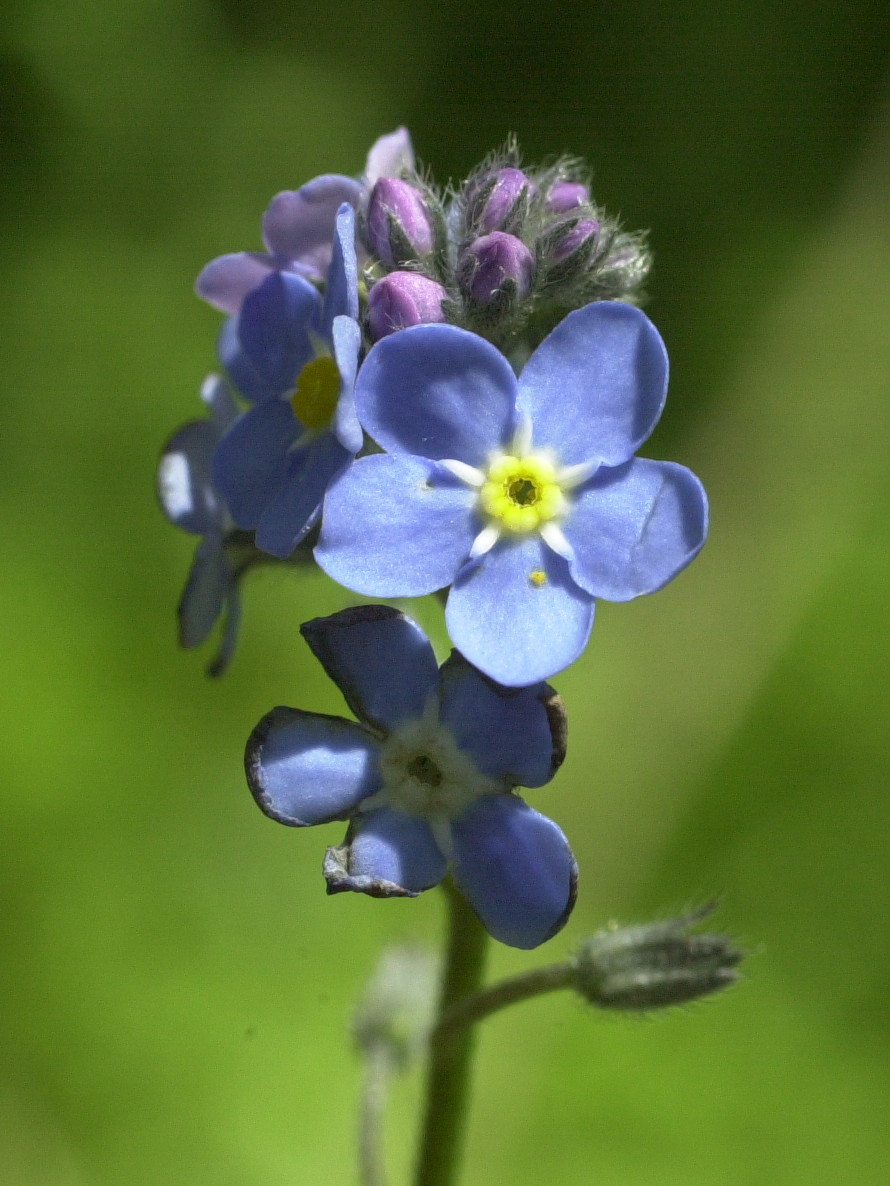 myosotis_sylvatica5bmd