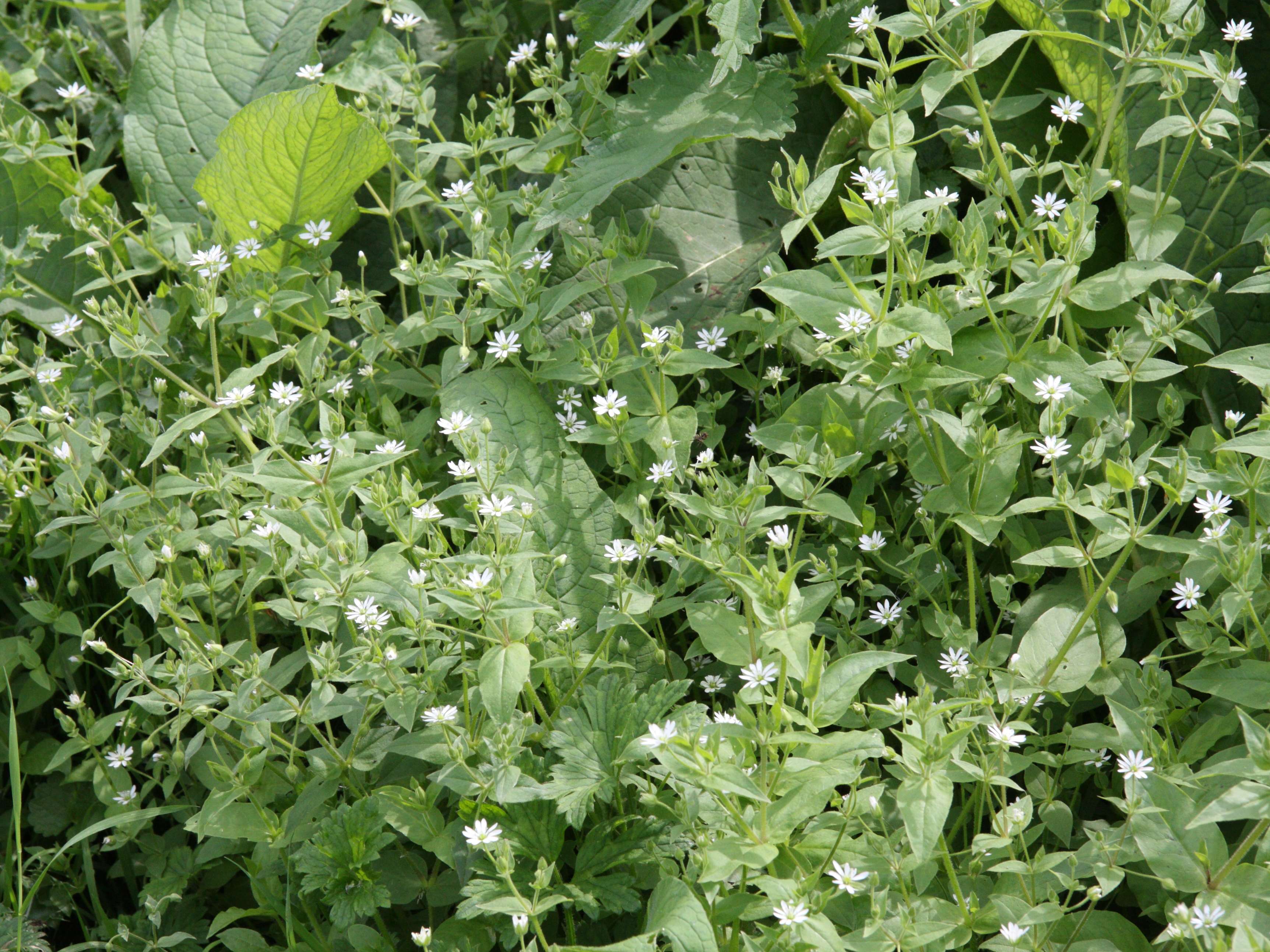 Afficher le média myosoton_aquaticum1md myosoton_aquaticum1md