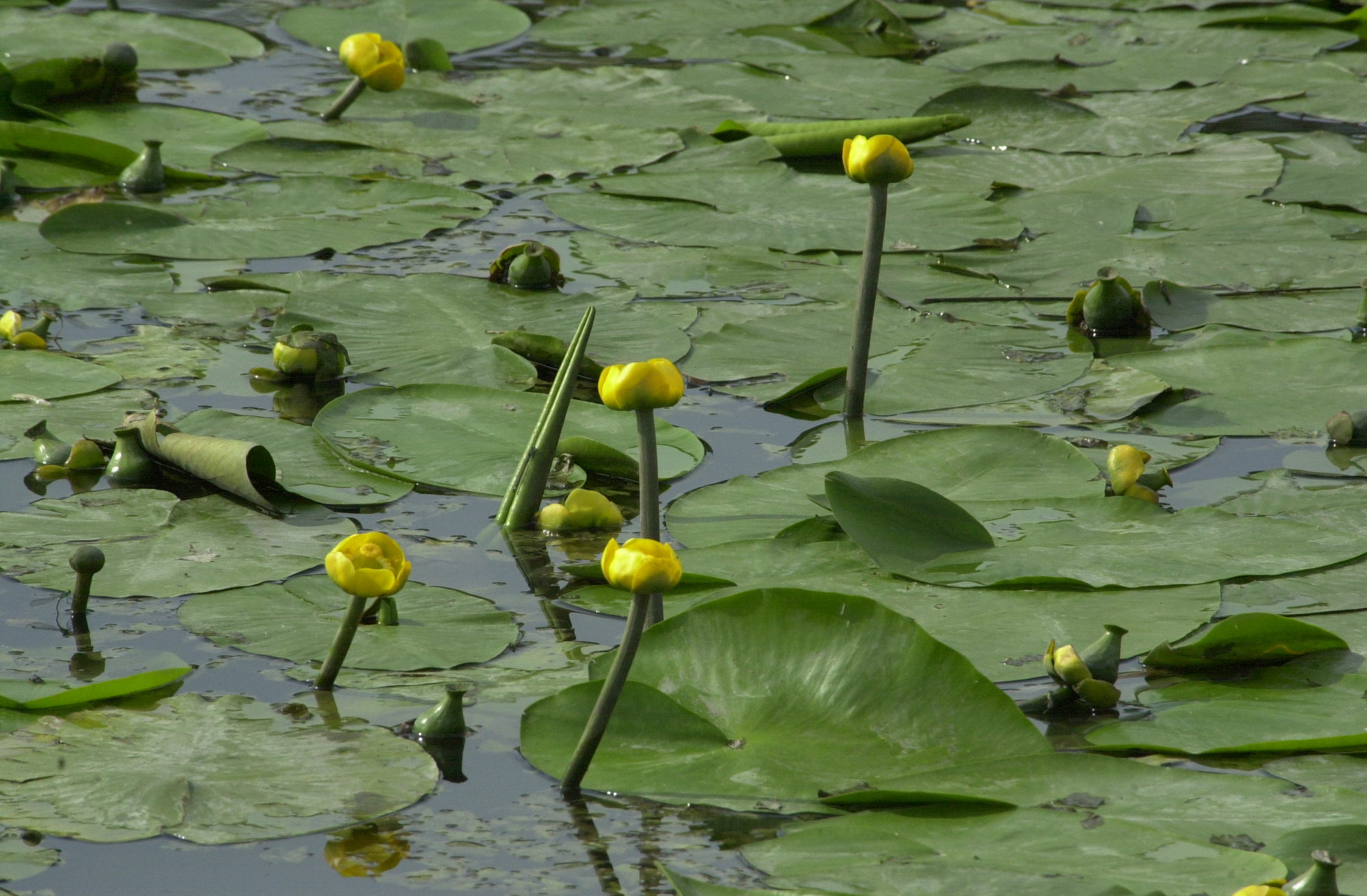 nuphar_lutea4md