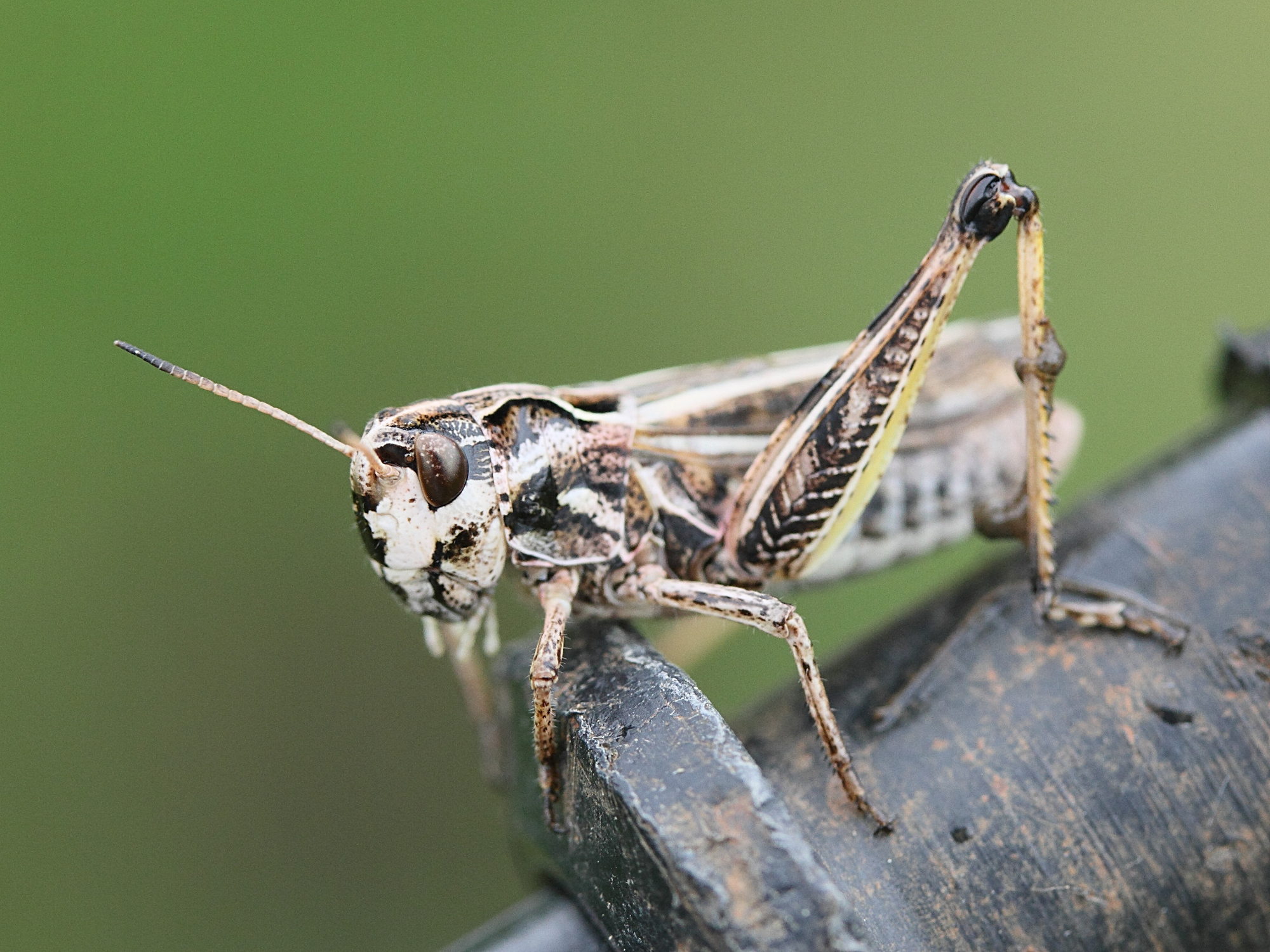 omocestus_haemorrhoidalis1md