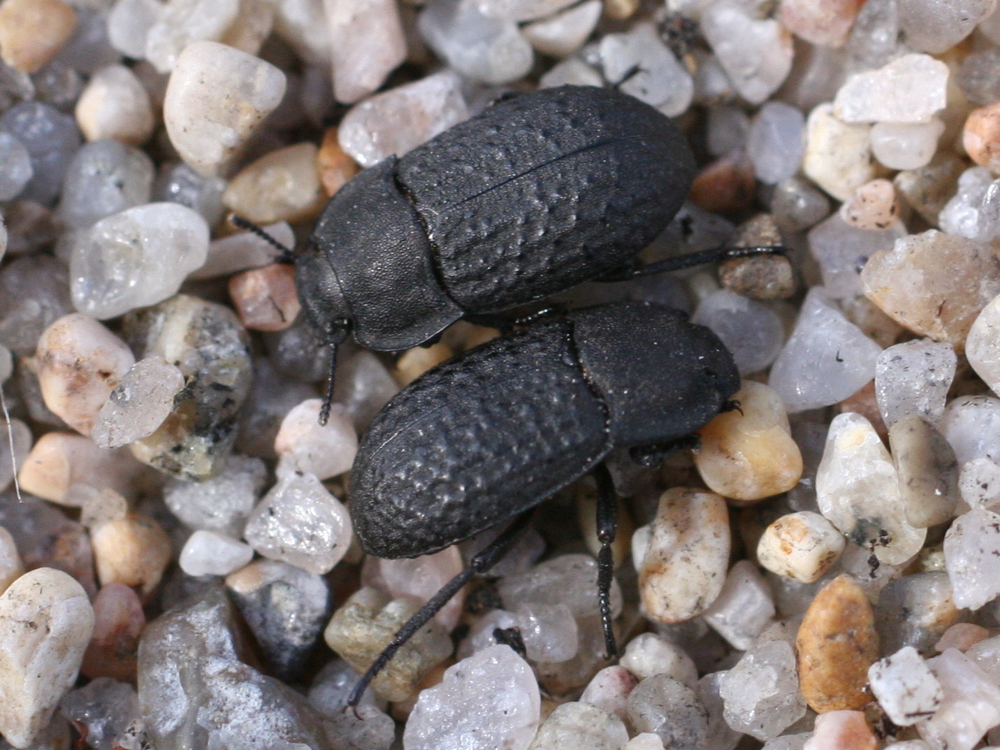 opatrum_sabulosum2md