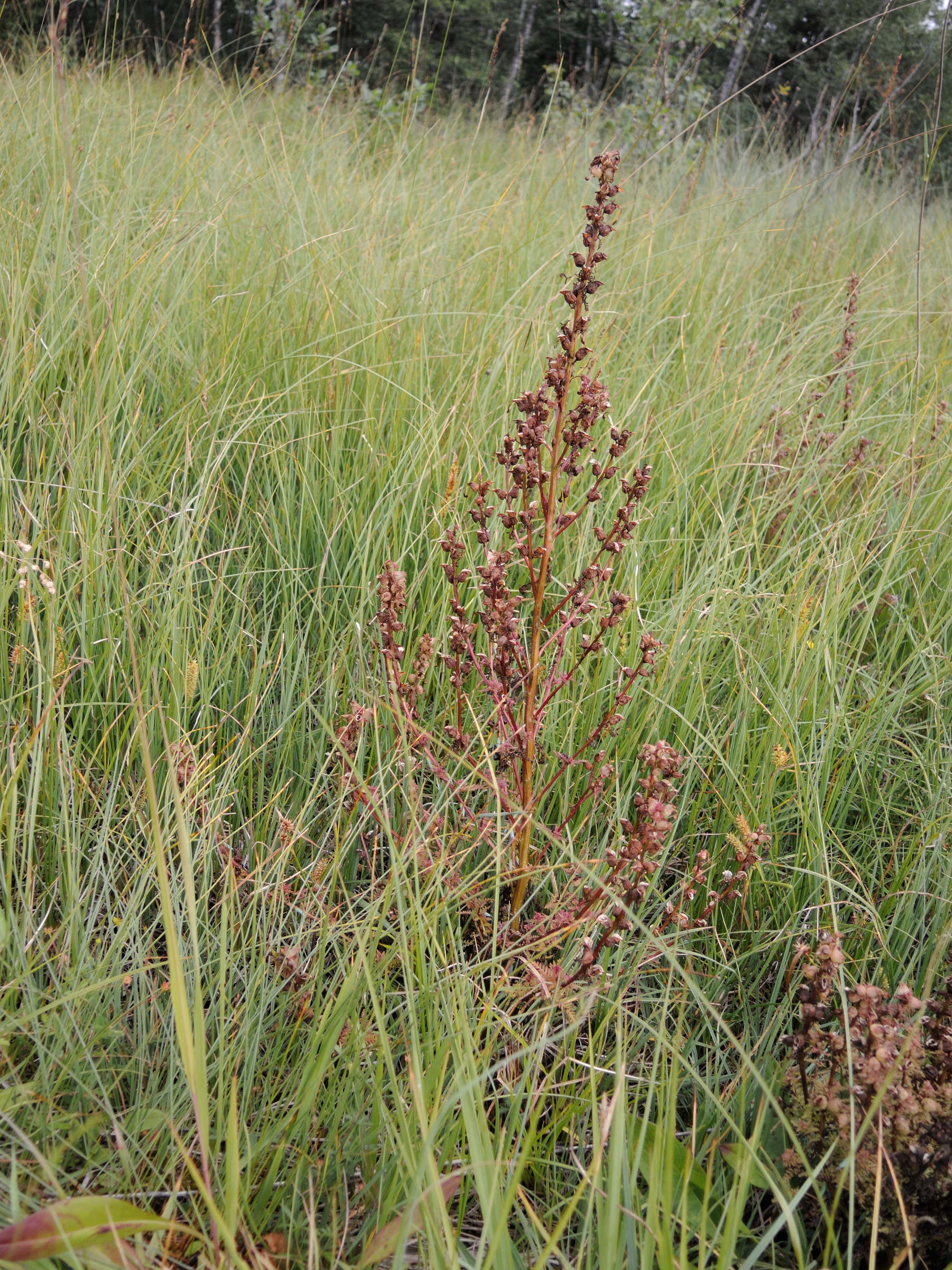 pedicularis_palustris4md