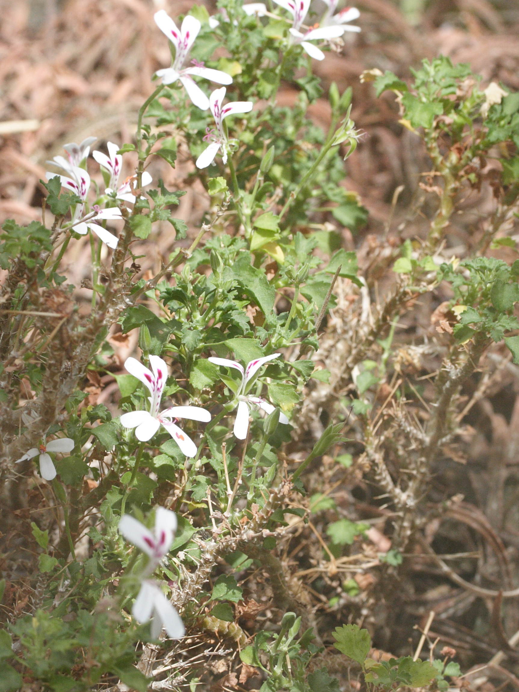 Afficher le média pelargonium_xerophyton1md pelargonium_xerophyton1md