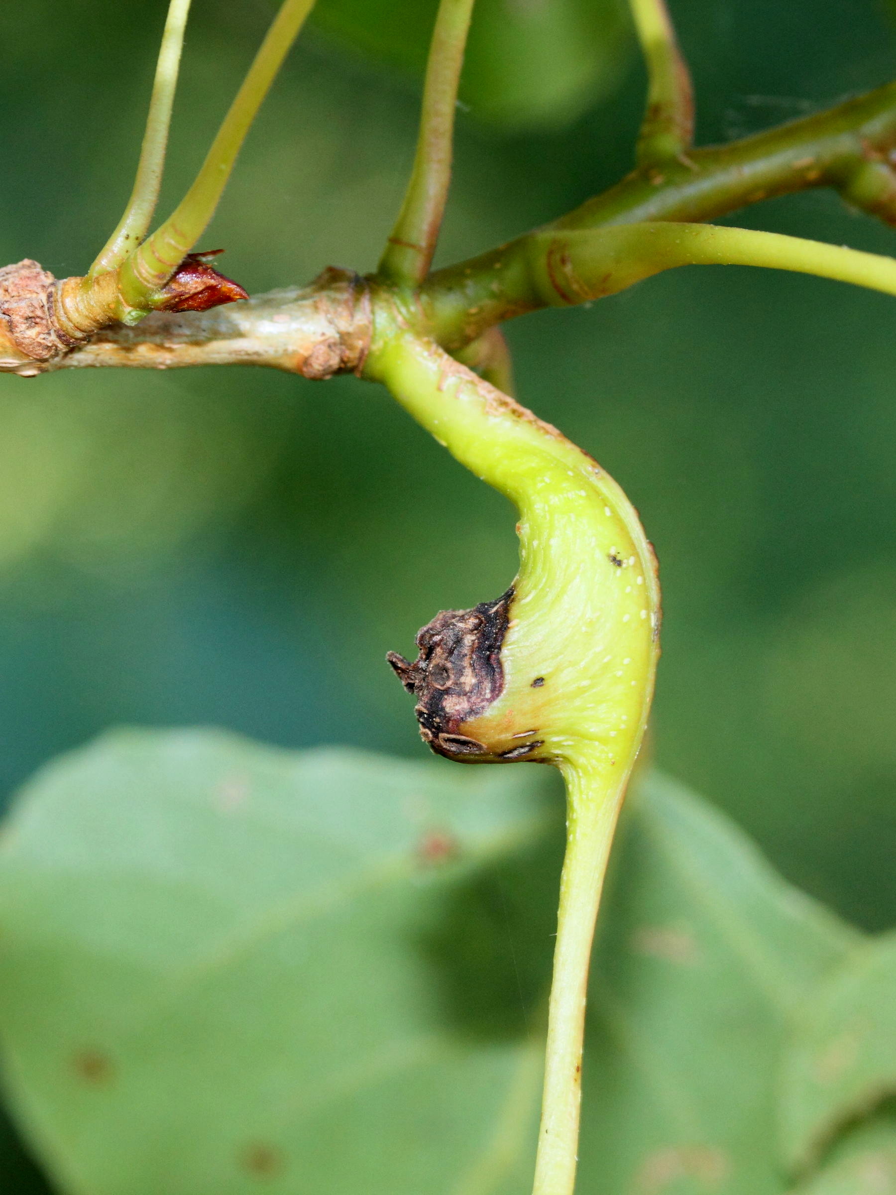 Afficher le média pemphigus_bursarius_galle3md pemphigus_bursarius_galle3md