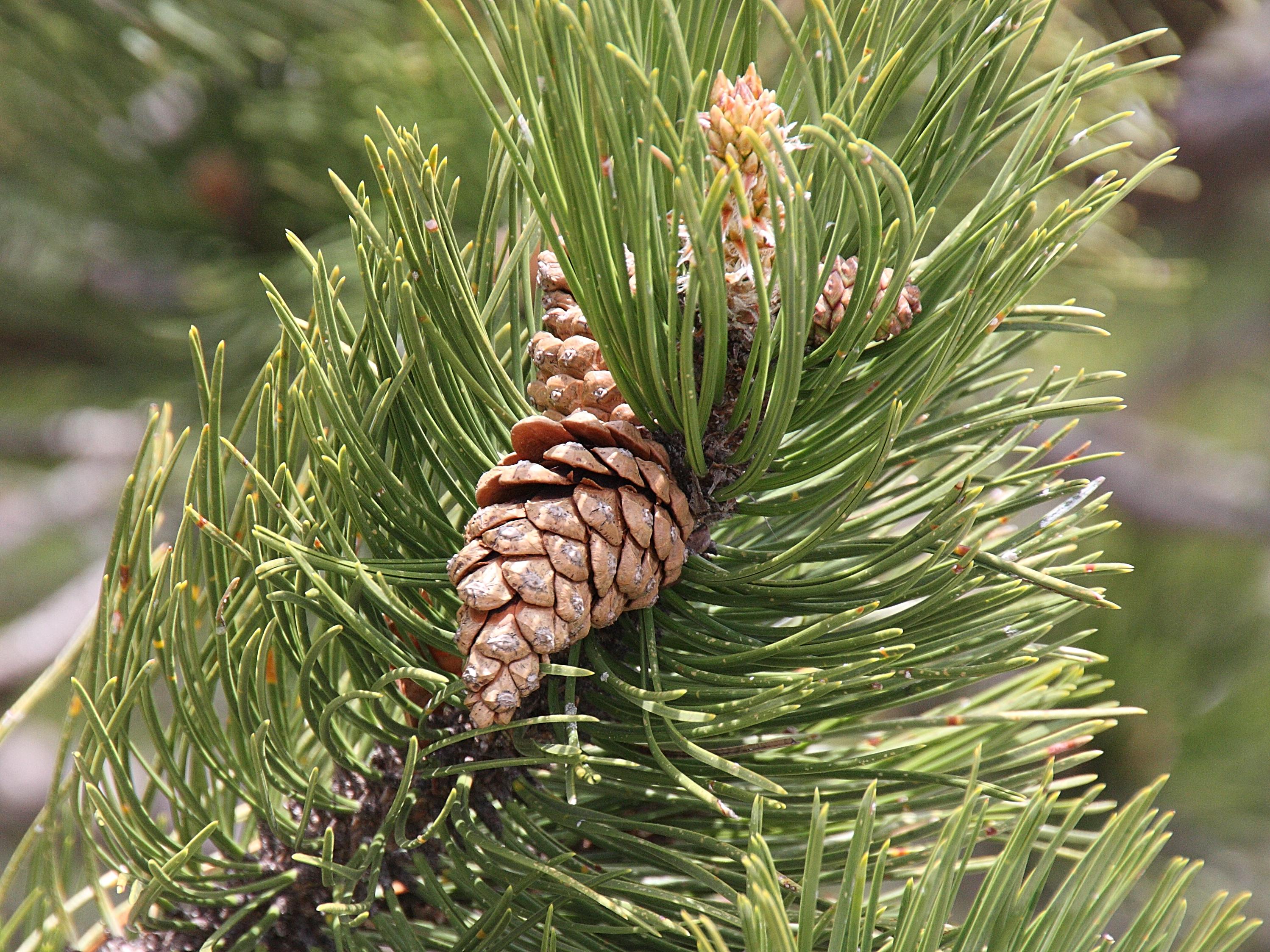 pinus_heldreichii6bd