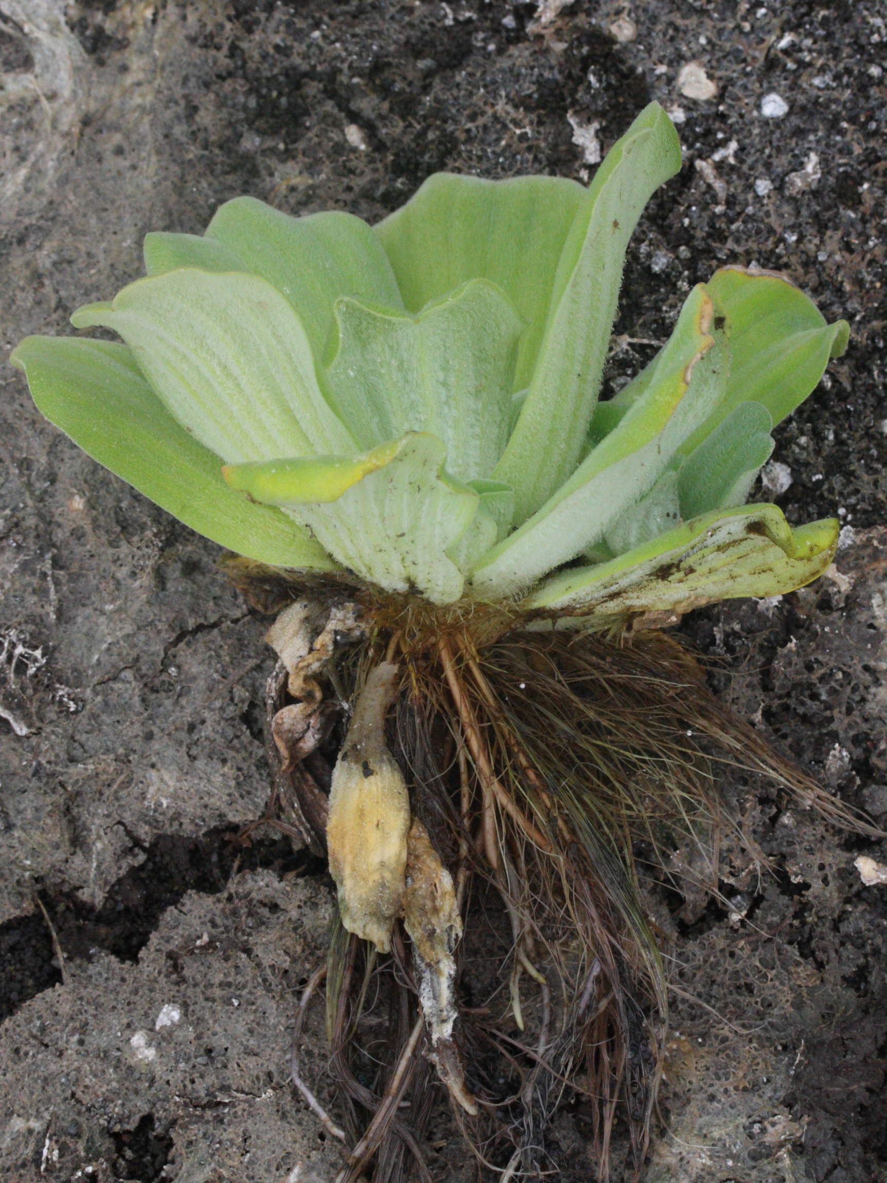 pistia_stratiotes6md