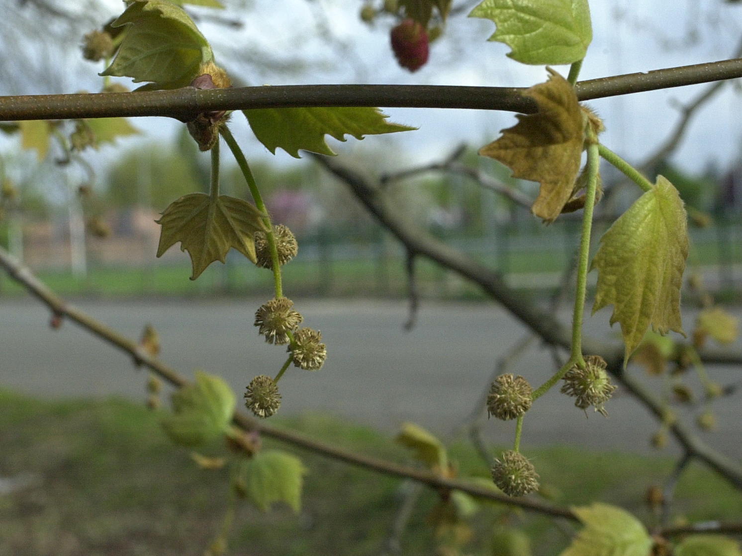 platanus_x_hispanica6bmd
