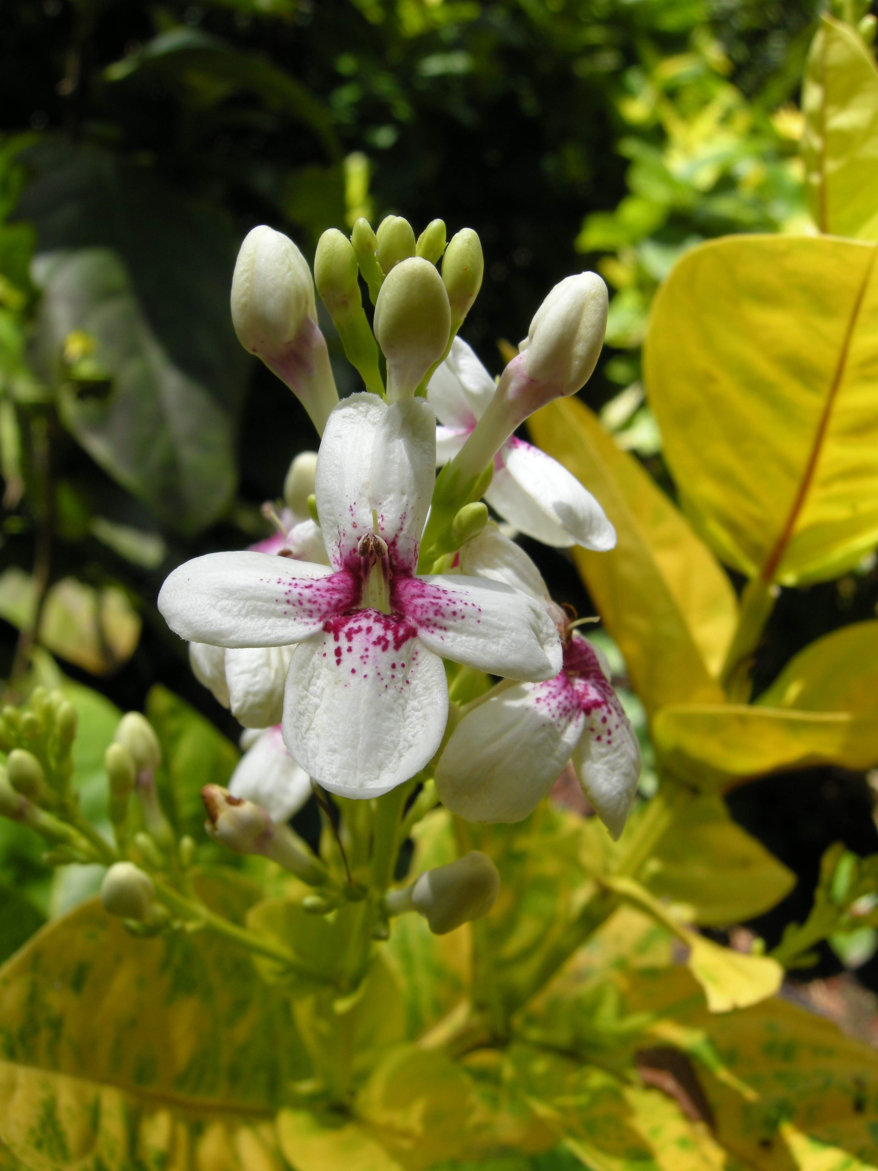 pseuderanthemum_reticulatum2md