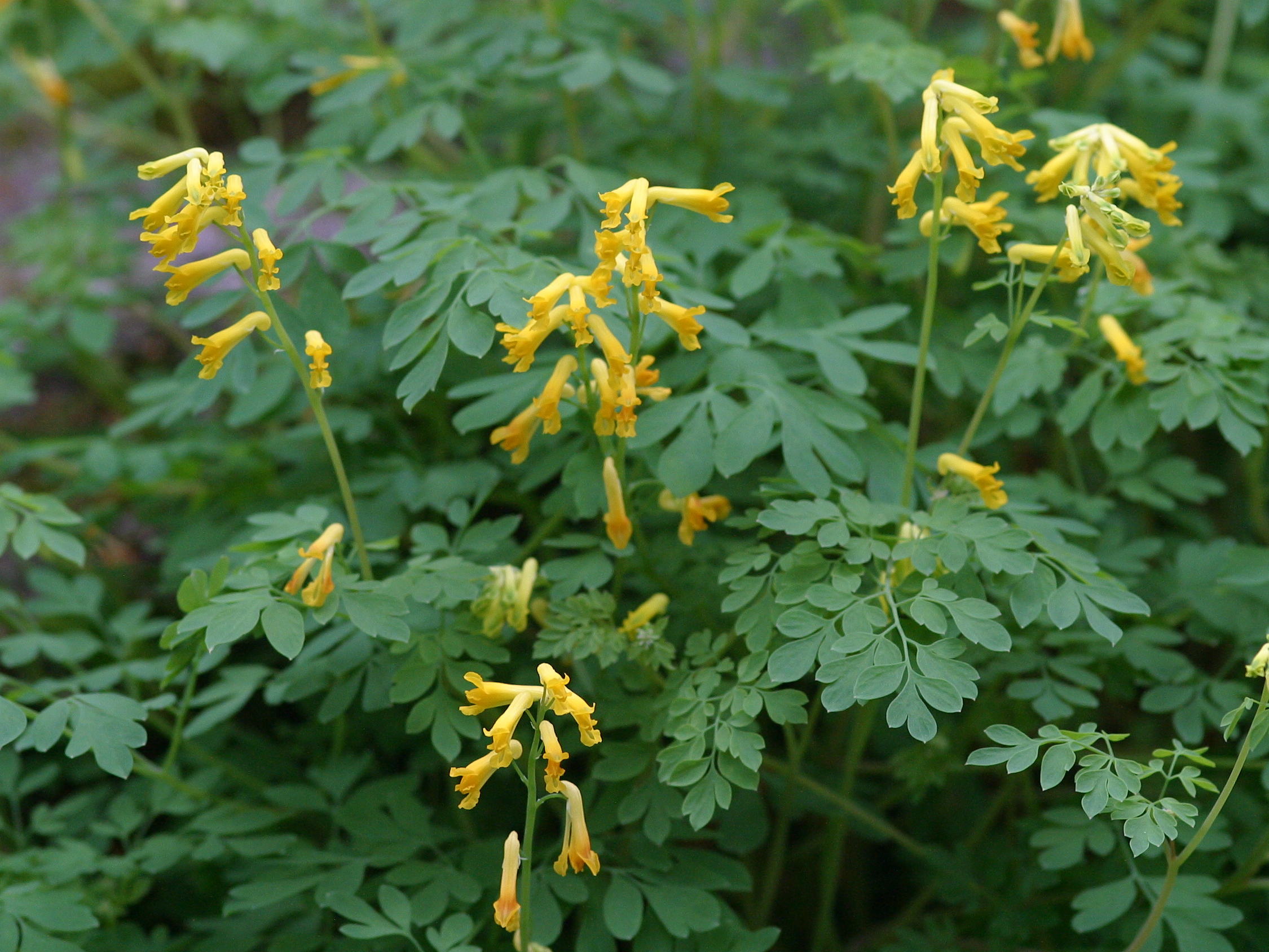 Afficher le média pseudofumaria_lutea2md pseudofumaria_lutea2md