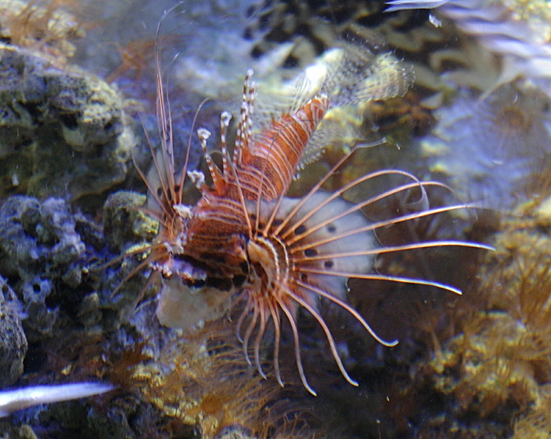 pterois_antennata2bd