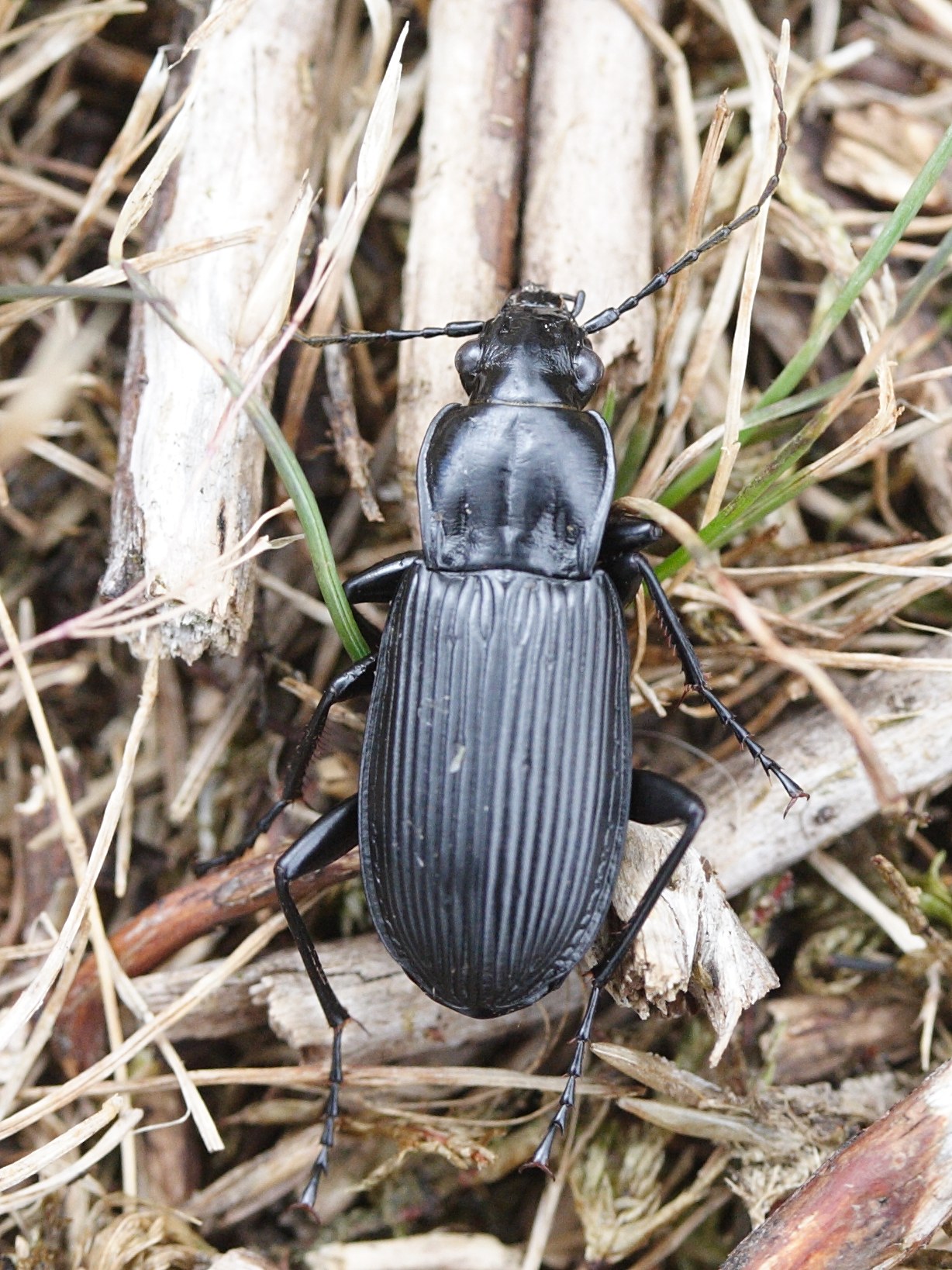 pterostichus_niger2md