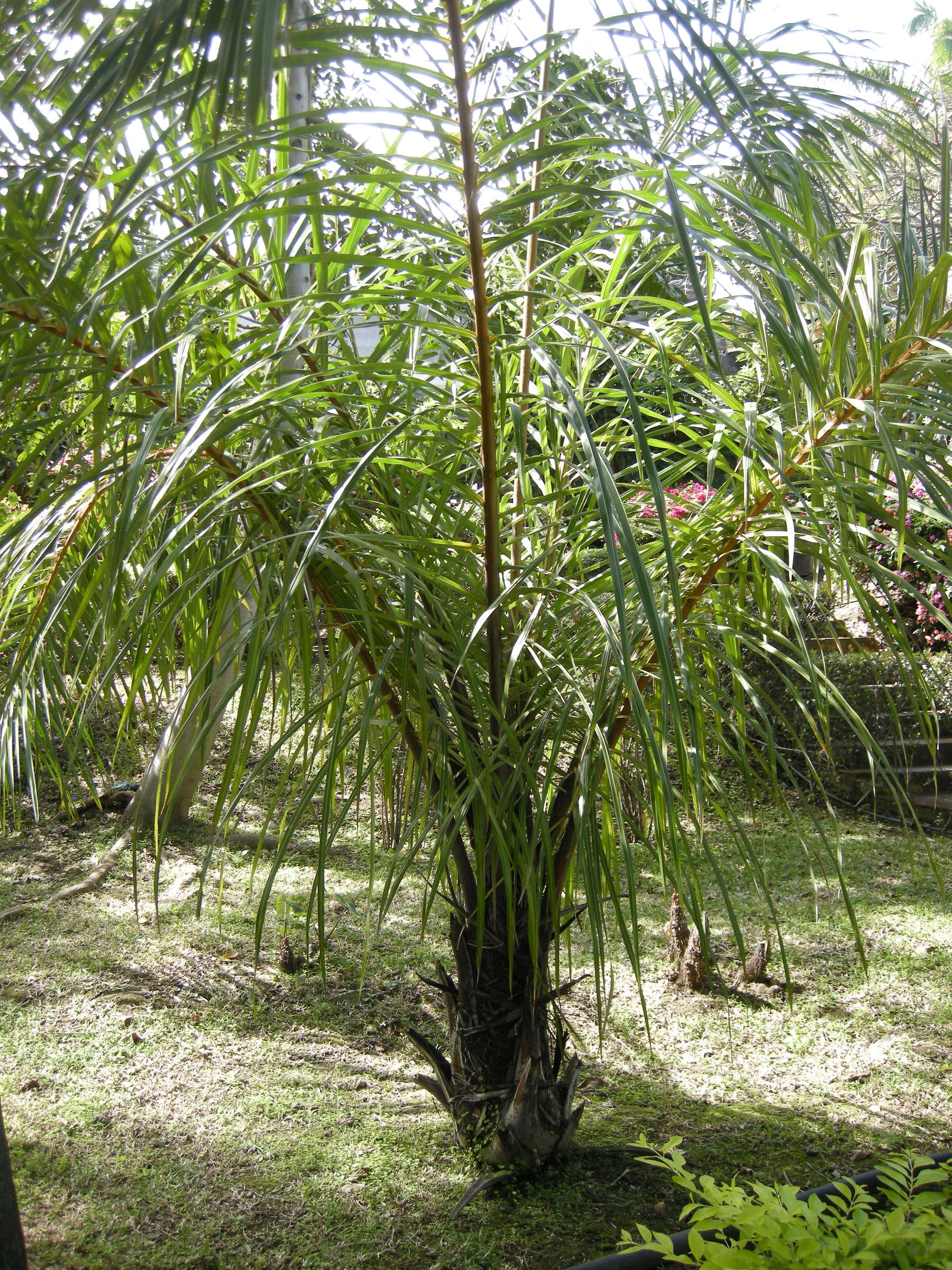 raphia_farinifera1md